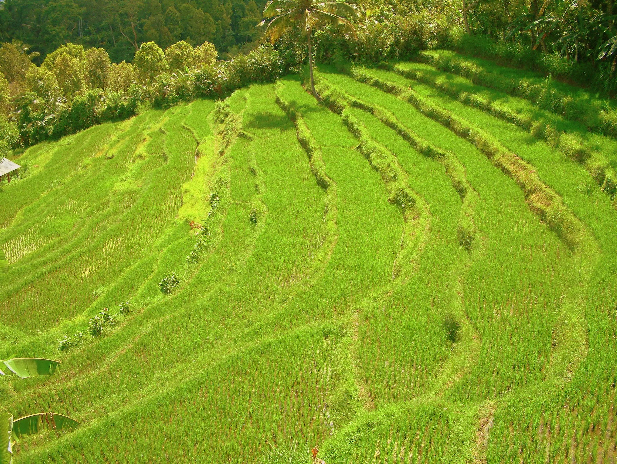 Rizière en terrasse dans la région d'Ubud