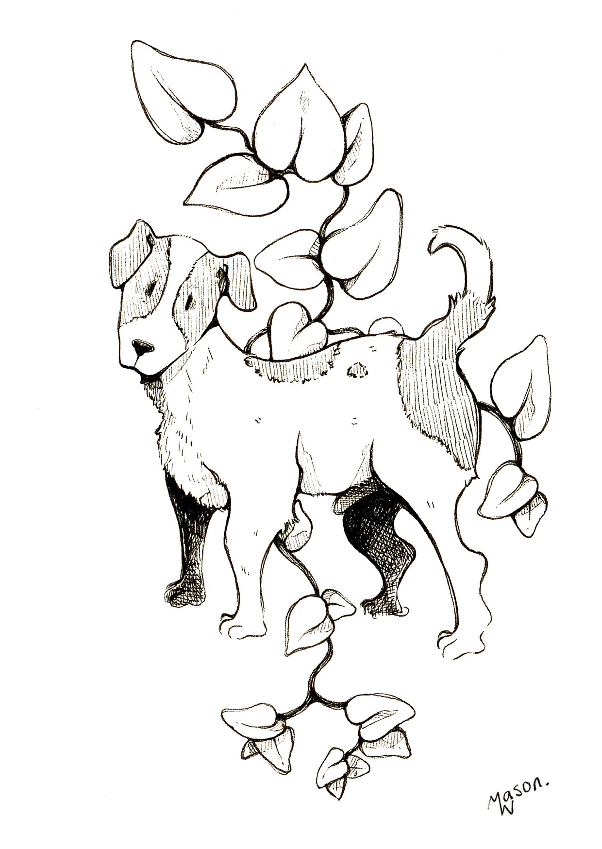 jack russell.jpg