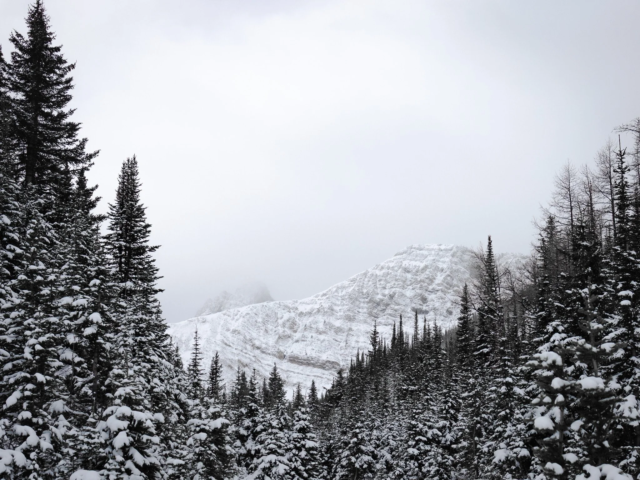 Snow-covered mountain in the background surrounded by a forest of snow-covered pine trees.