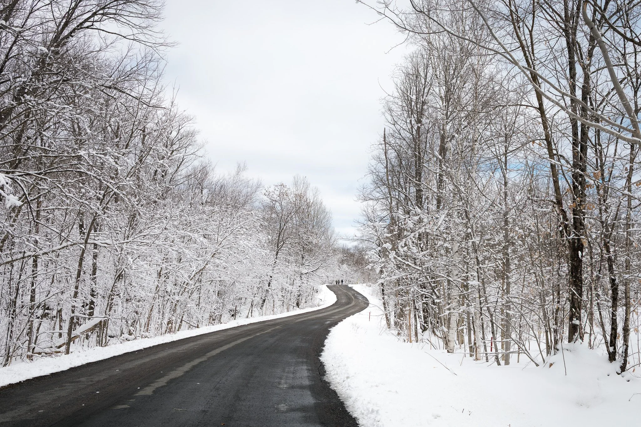 Snow-covered trees line a winding paved road on a winter day with an overcast sky.