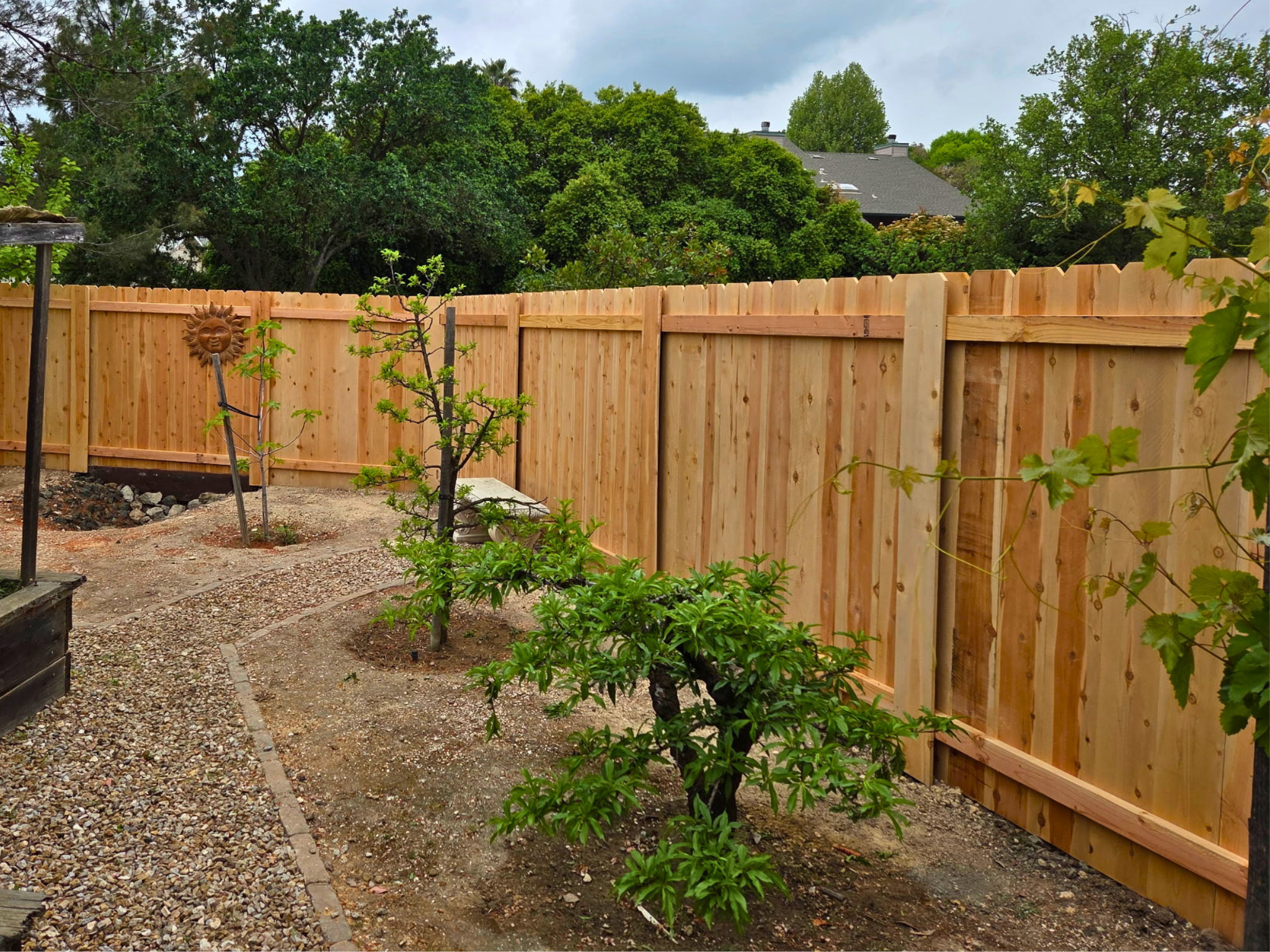 8" Cedar Picket Privacy Fence on Steel Posts - Paso Robles