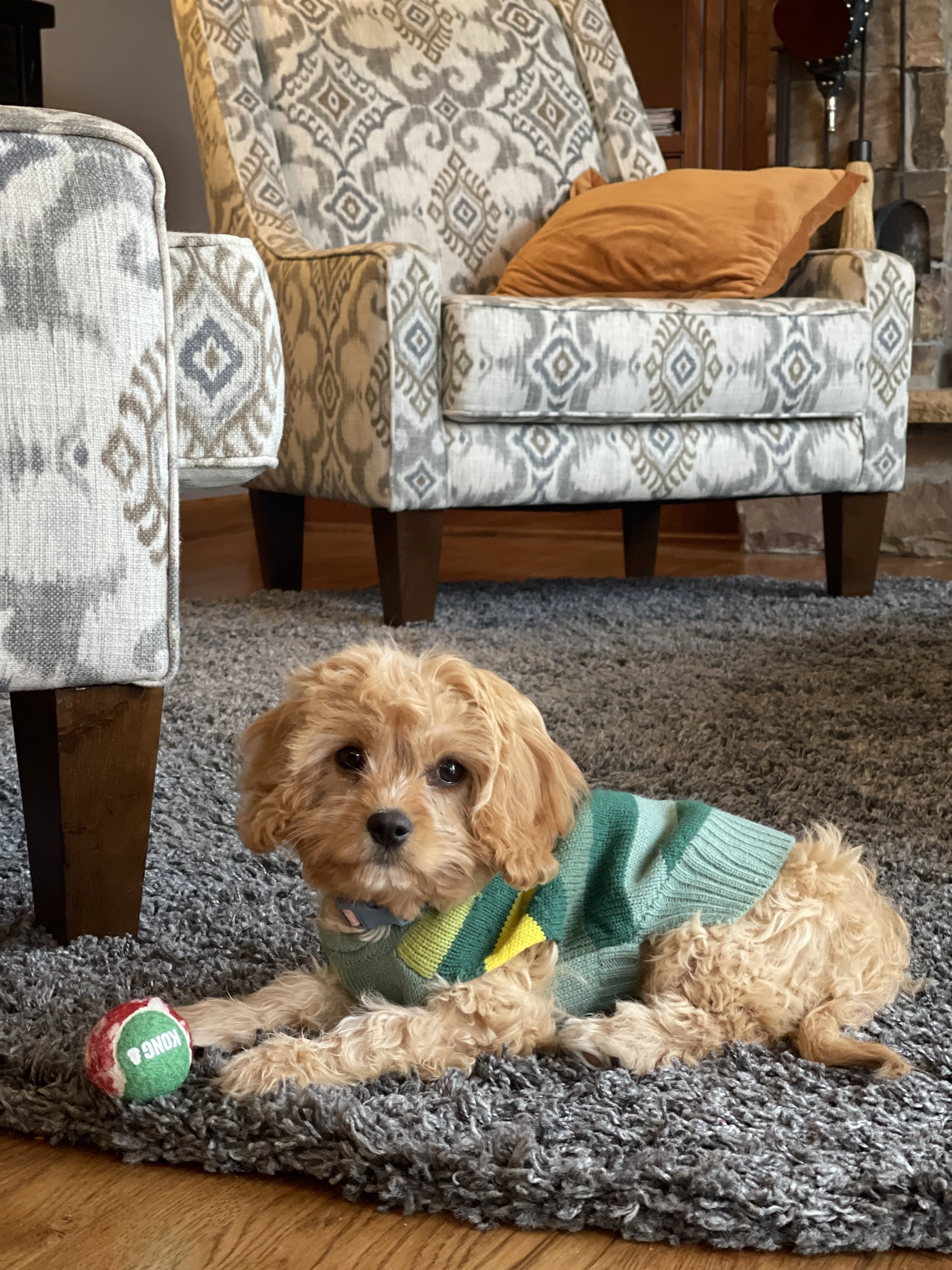 Top Regionally Headquartered Dog Groomers in Kansas City (2026)