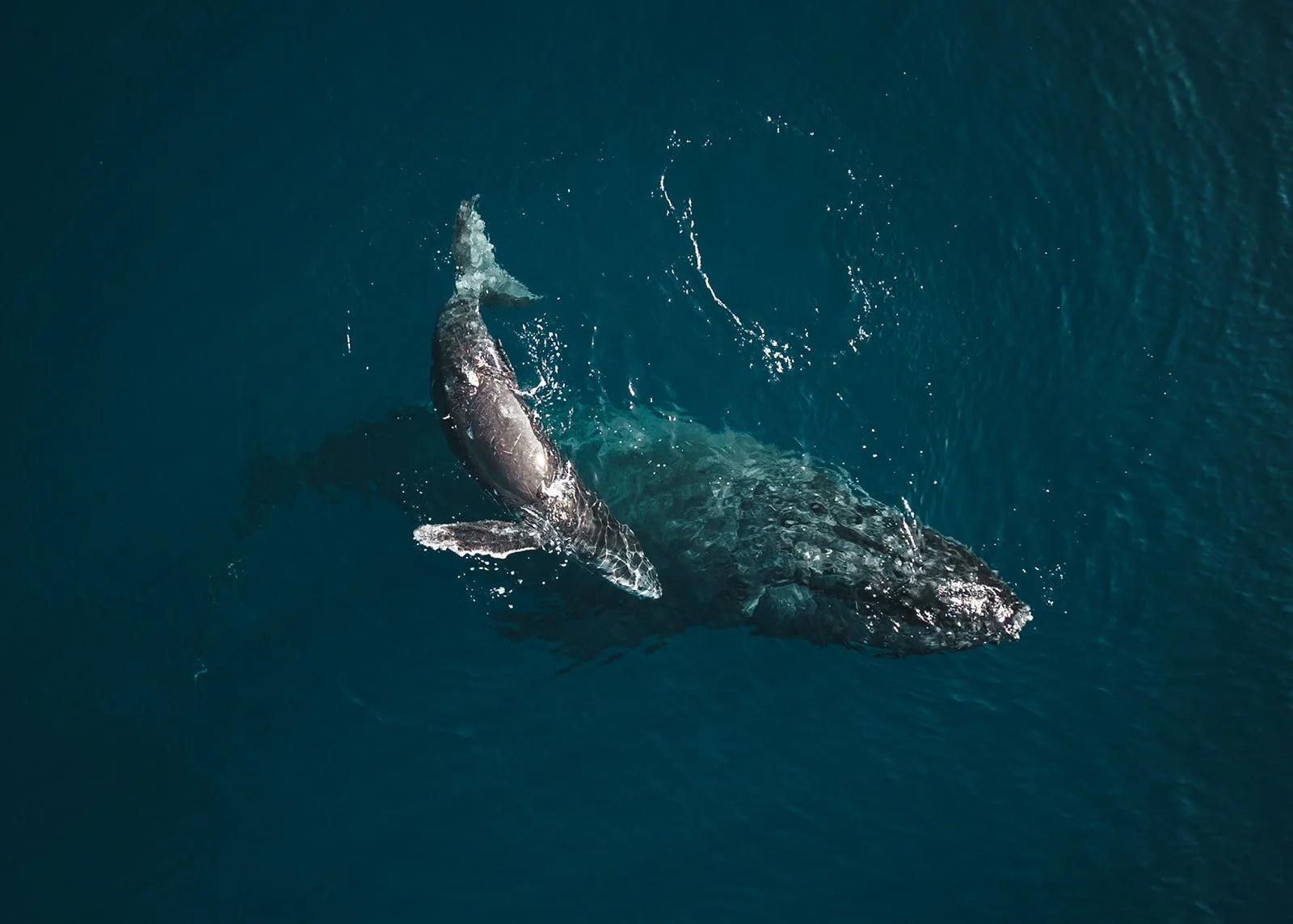 (Whales)