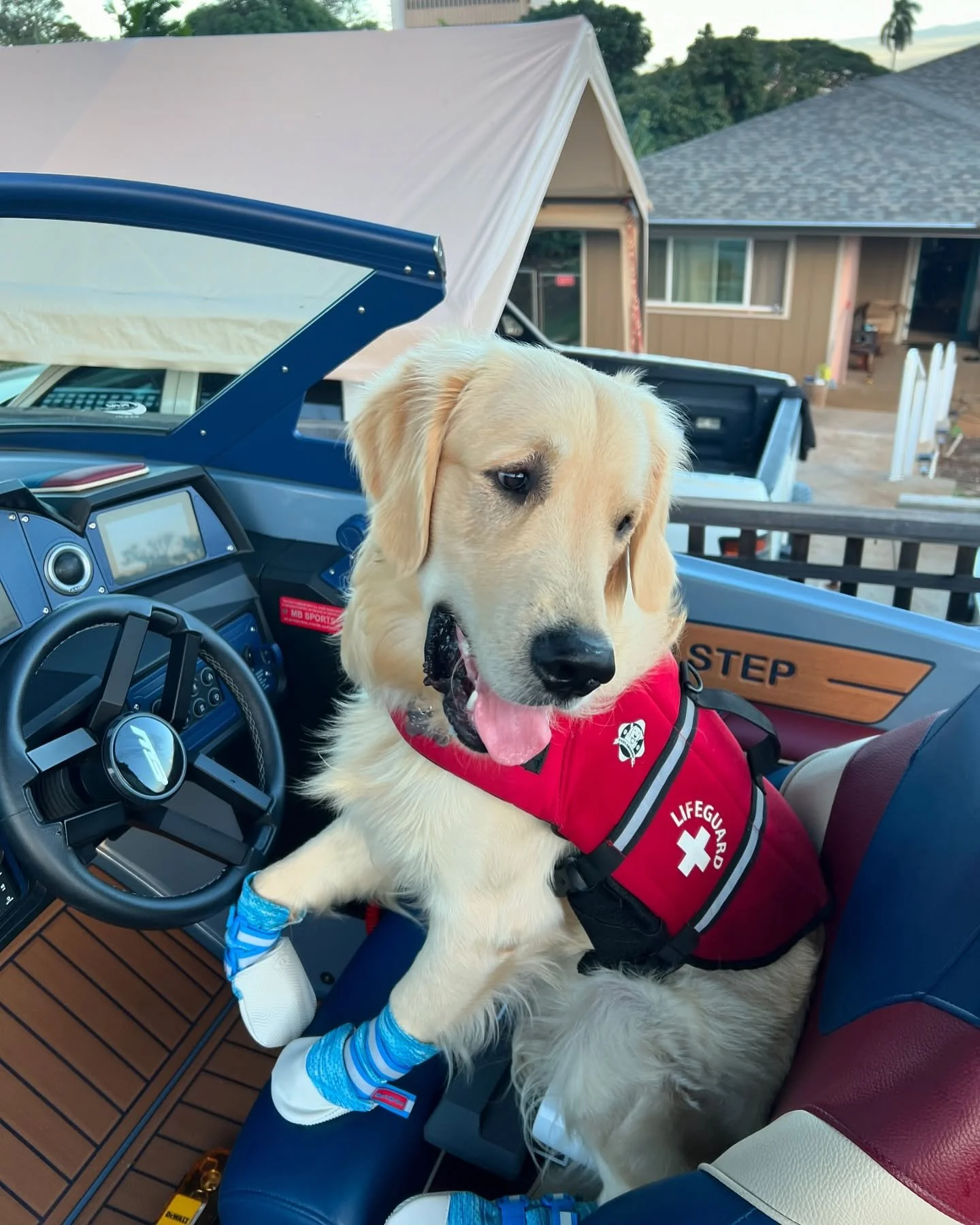 A Labrador Retriever dog wearing a red life jacket sitting in a vehicle's driver's seat. The dog is wearing blue and white striped socks on its front paws. The vehicle appears to be a golf cart or similar open vehicle, with a steering wheel and dashboard visible. In the background, there are houses and trees.