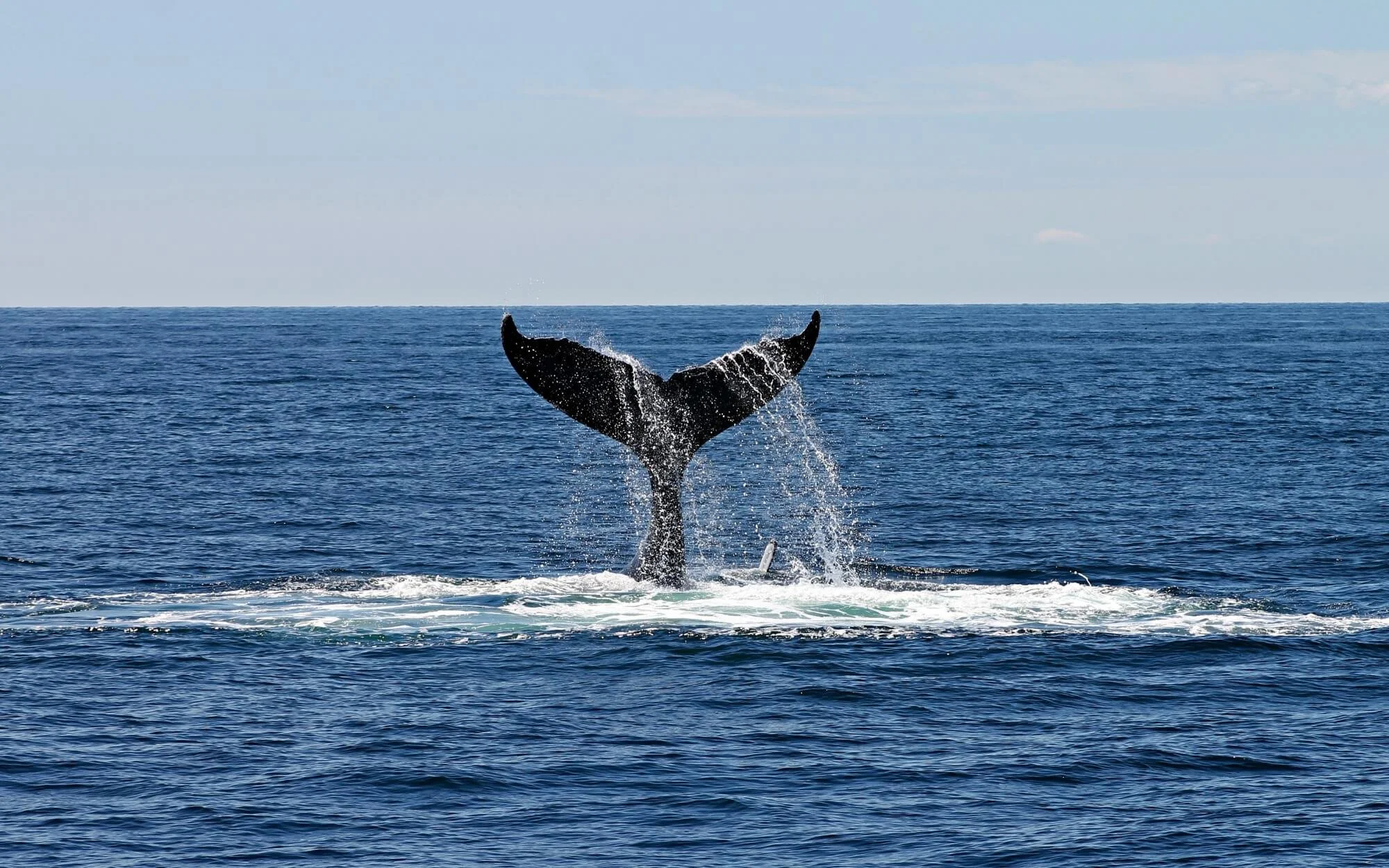 (Whales)