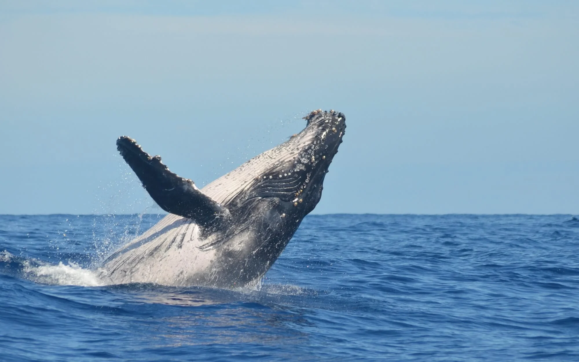 (Whales)