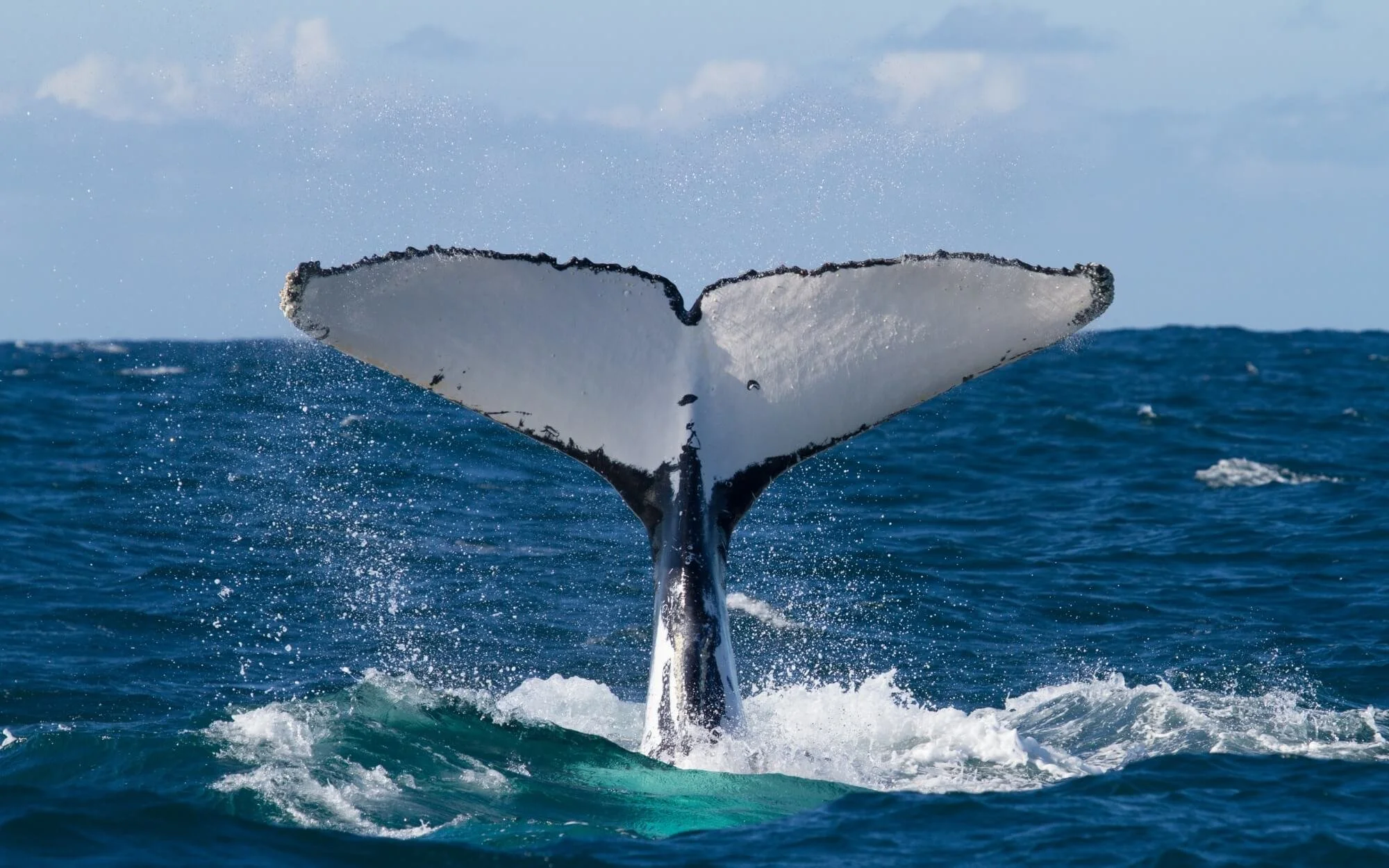 The tail of a whale breaches the surface of the ocean, with water splashing around it and a partly cloudy sky in the background.