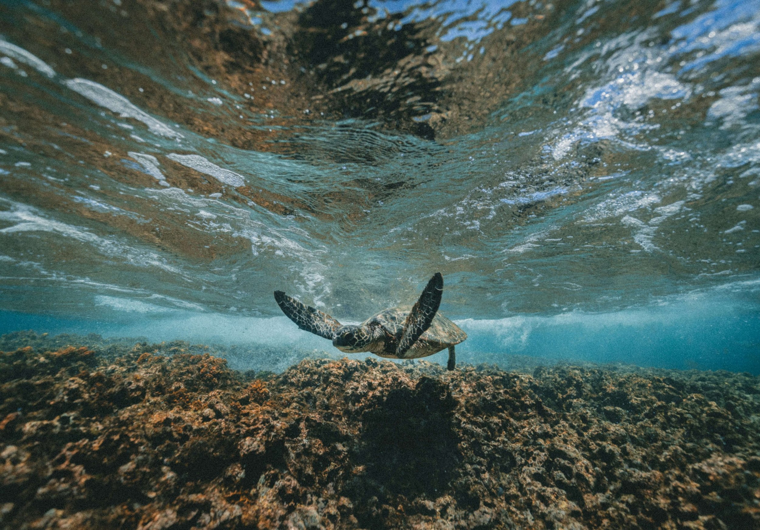An underwater scene featuring a sea turtle swimming above a rocky ocean floor with clear water.