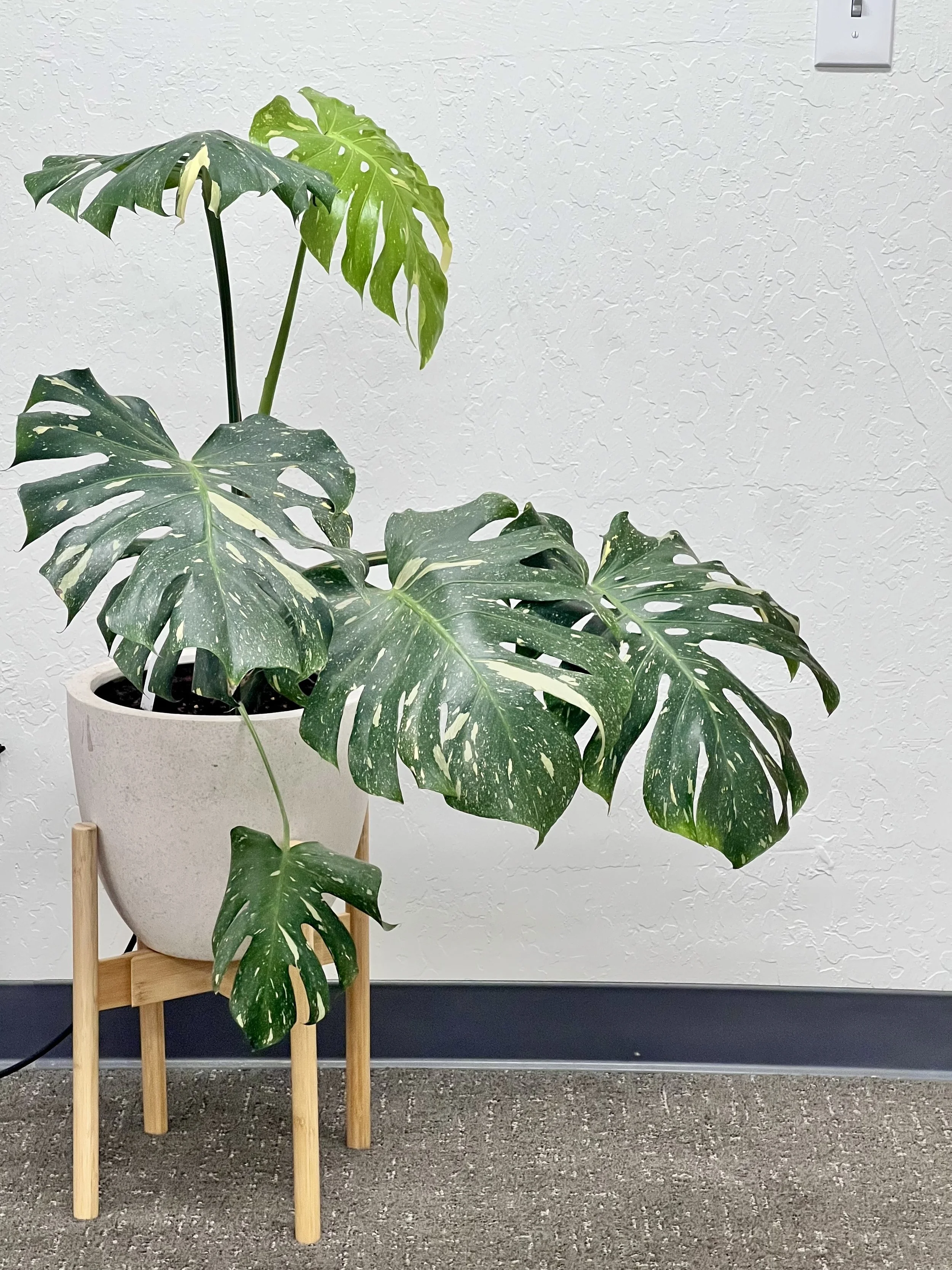 Interior plant with large green leaves in a white pot on a wooden stand against a textured white wall.