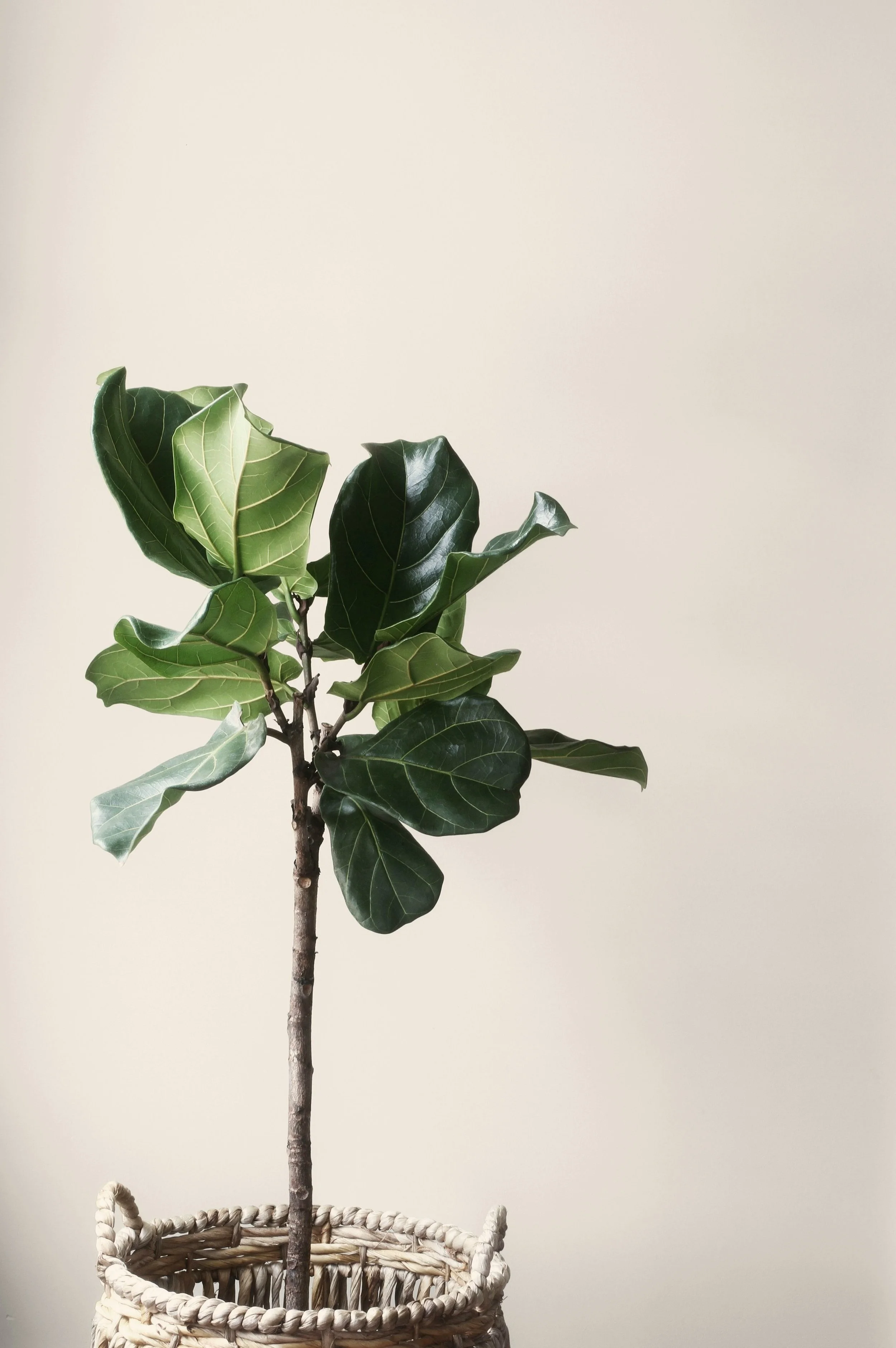 A potted indoor plant with broad green leaves, placed in a woven basket, against a plain light-colored background.