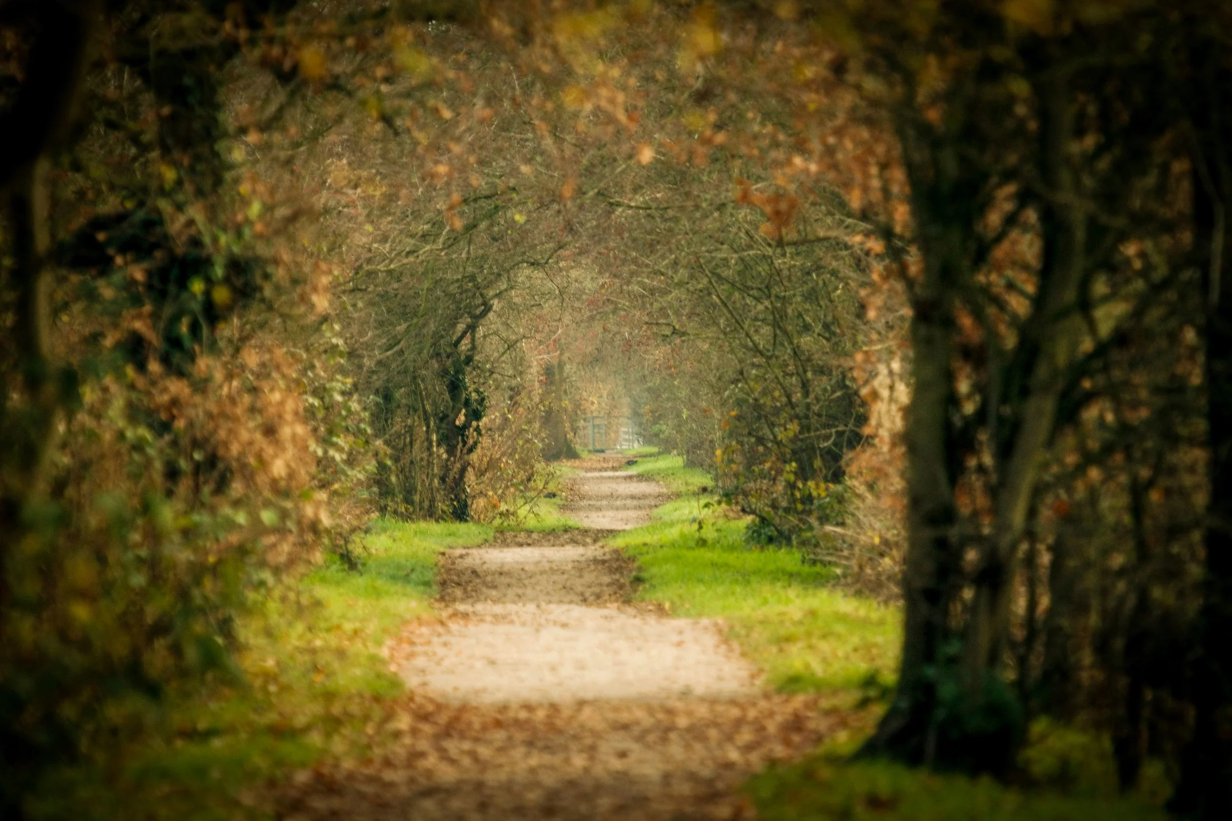 A dirt path winding through a wooded area with mostly brown and green leaves, forming a canopy overhead, in an autumn scene.