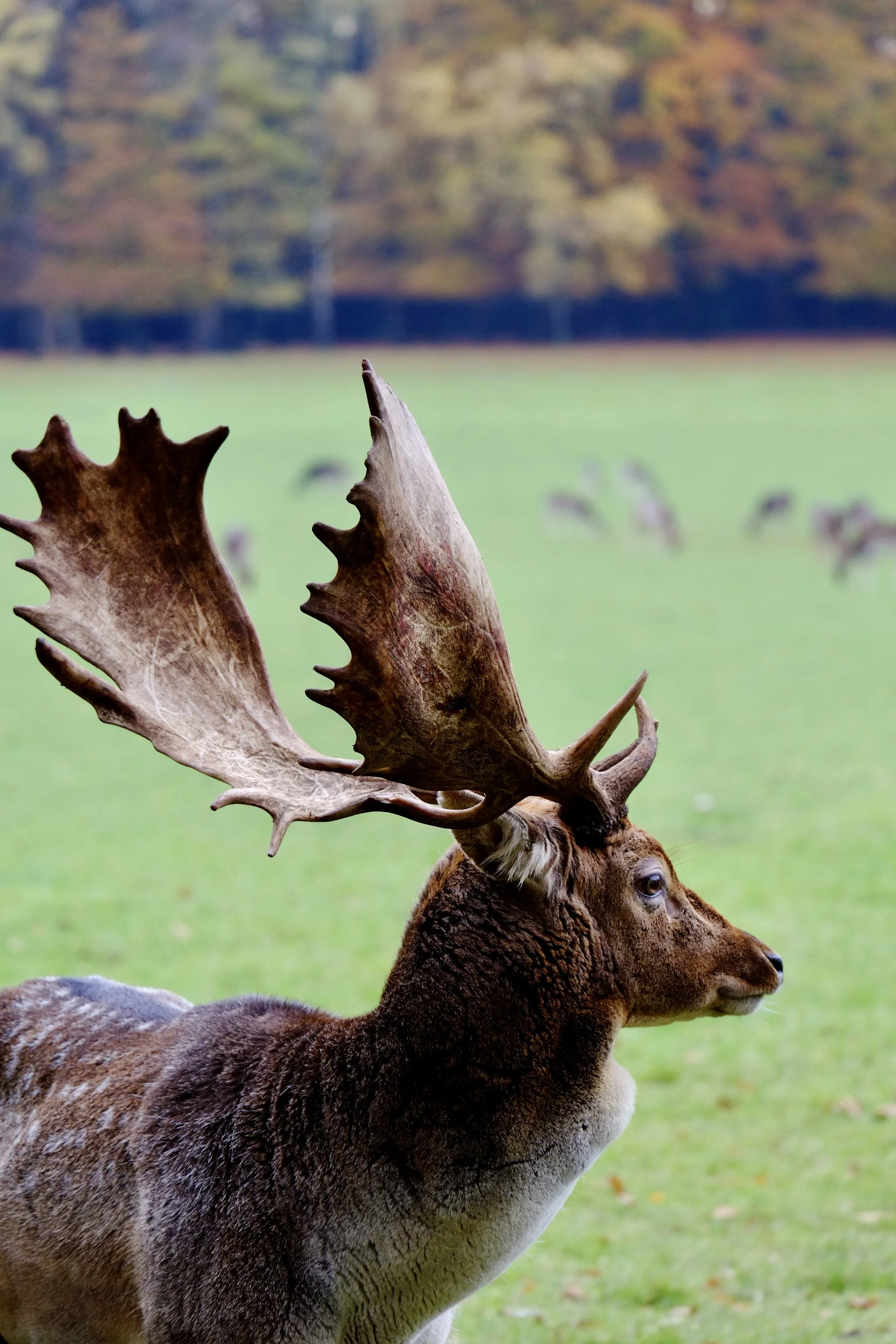2019_netherlands_apeldoorn_deer.jpg