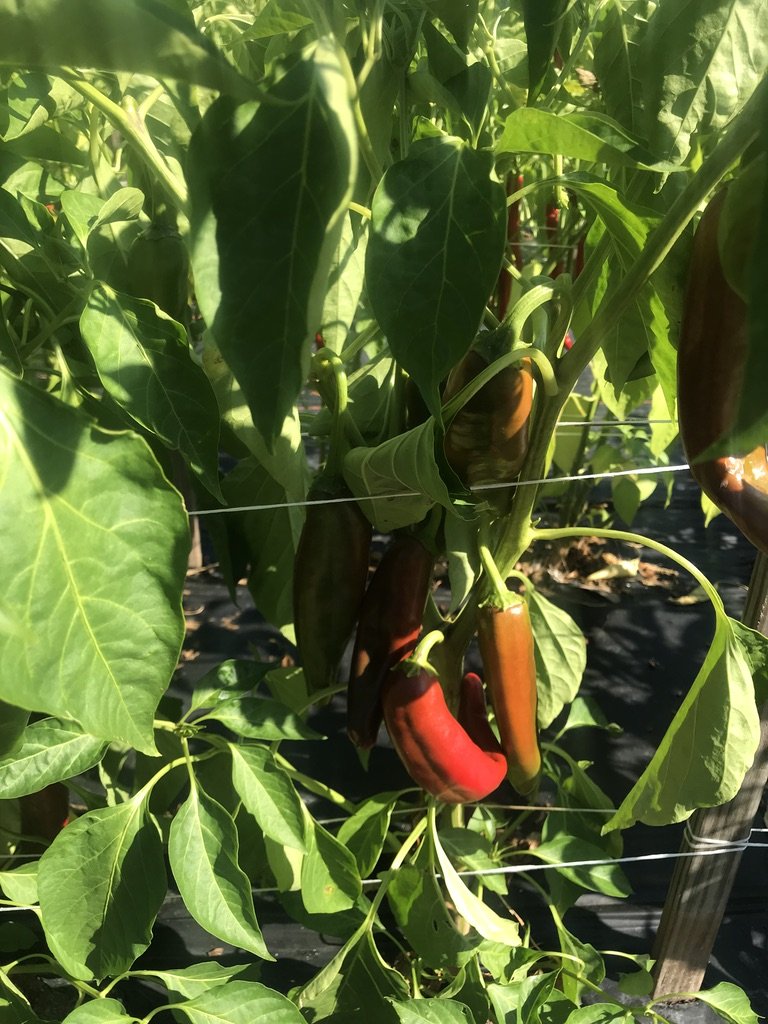 Ripening red and green peppers on a green pepper plant with large leaves in a garden or farm.