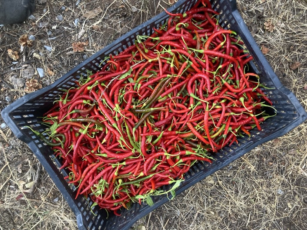 Basket of freshly harvested red chili peppers on dry ground.