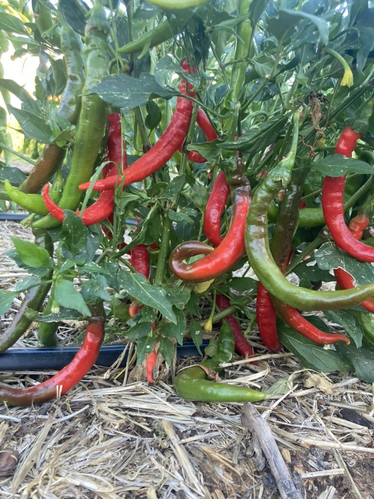 Red and green chili peppers growing on a plant.