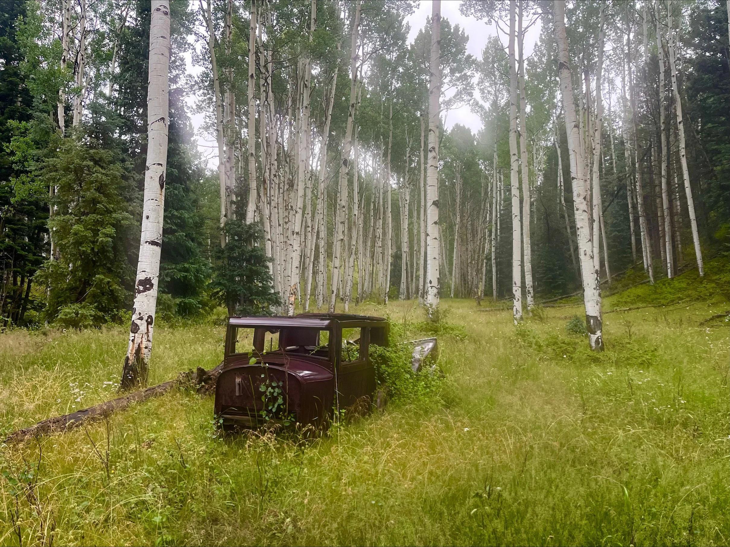 Old, abandoned car overgrown with plants in a forest of tall, white-barked trees, with green grass and a foggy sky in the background.