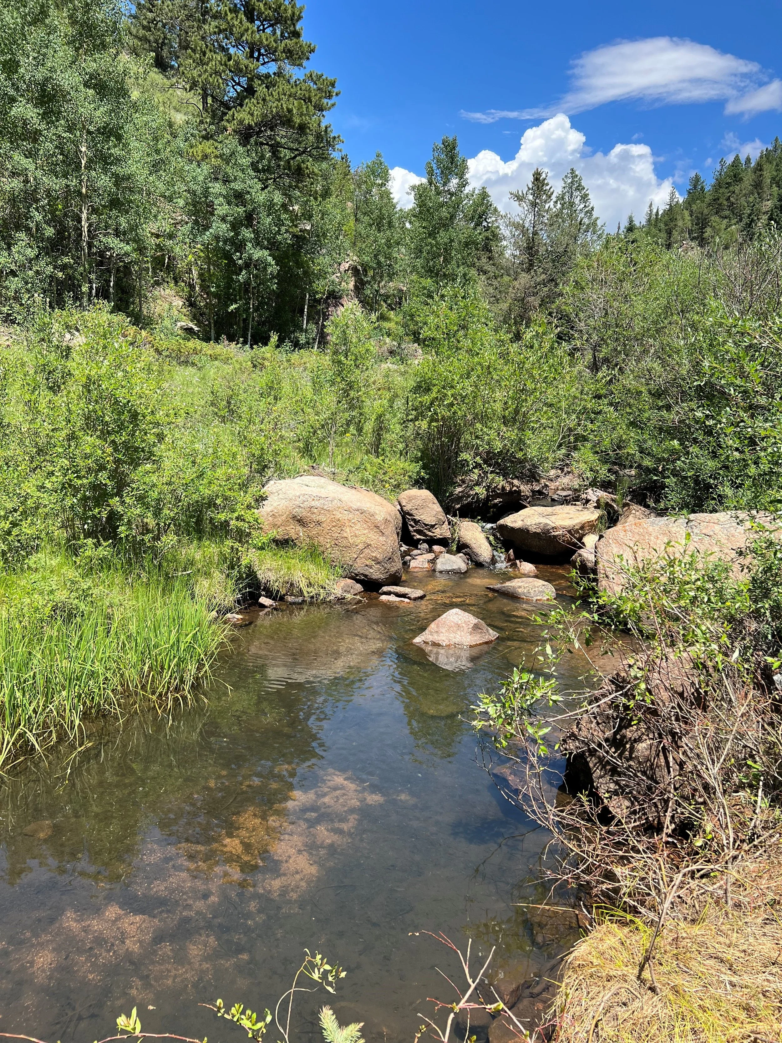 A small stream flowing through a lush green forest with large rocks, tall trees, and a bright blue sky with clouds.