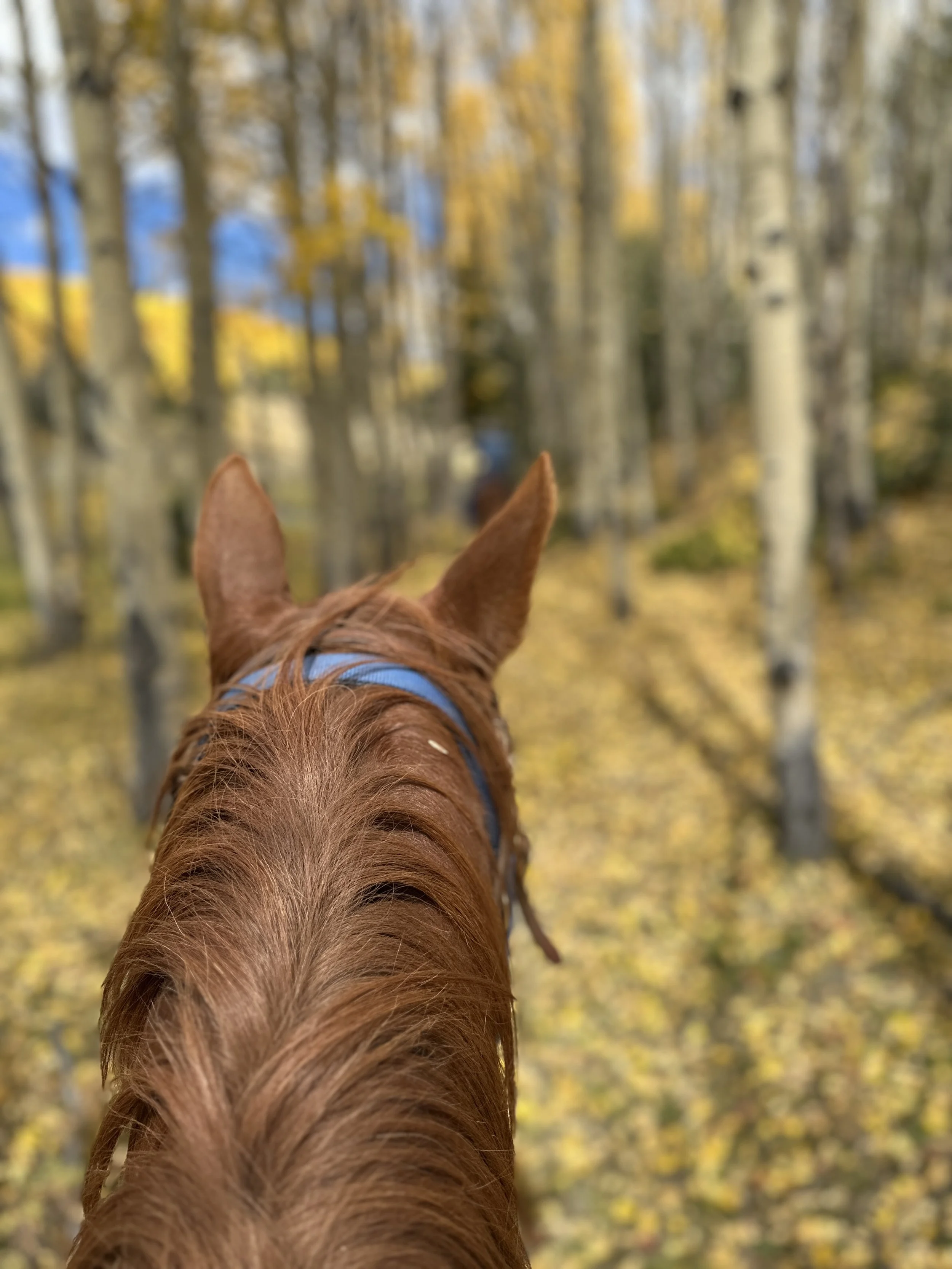 View from behind a brown horse with a blue harness, looking forward through a forest of yellow-leaved trees.