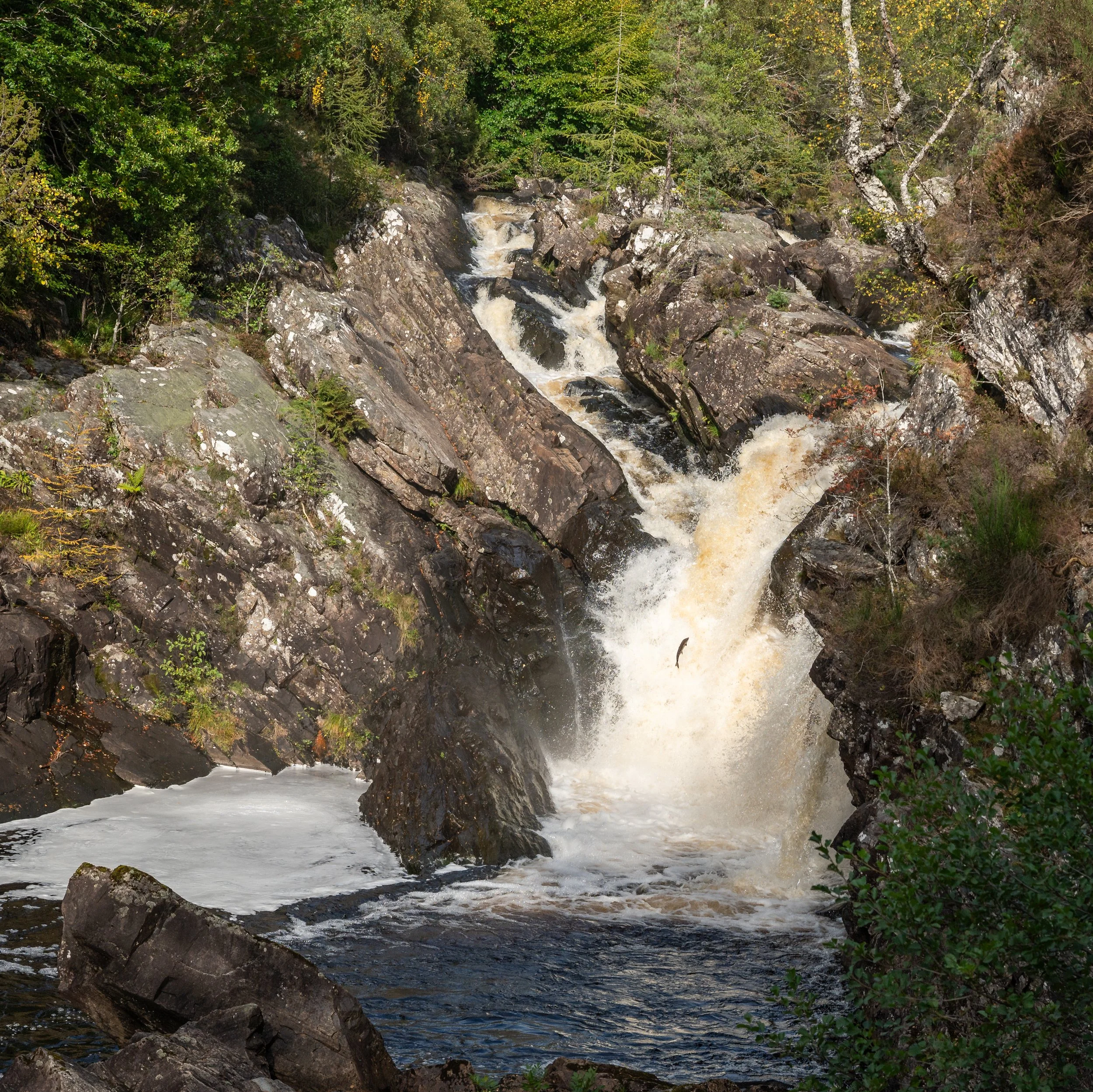 Rogie Falls salmon leaping