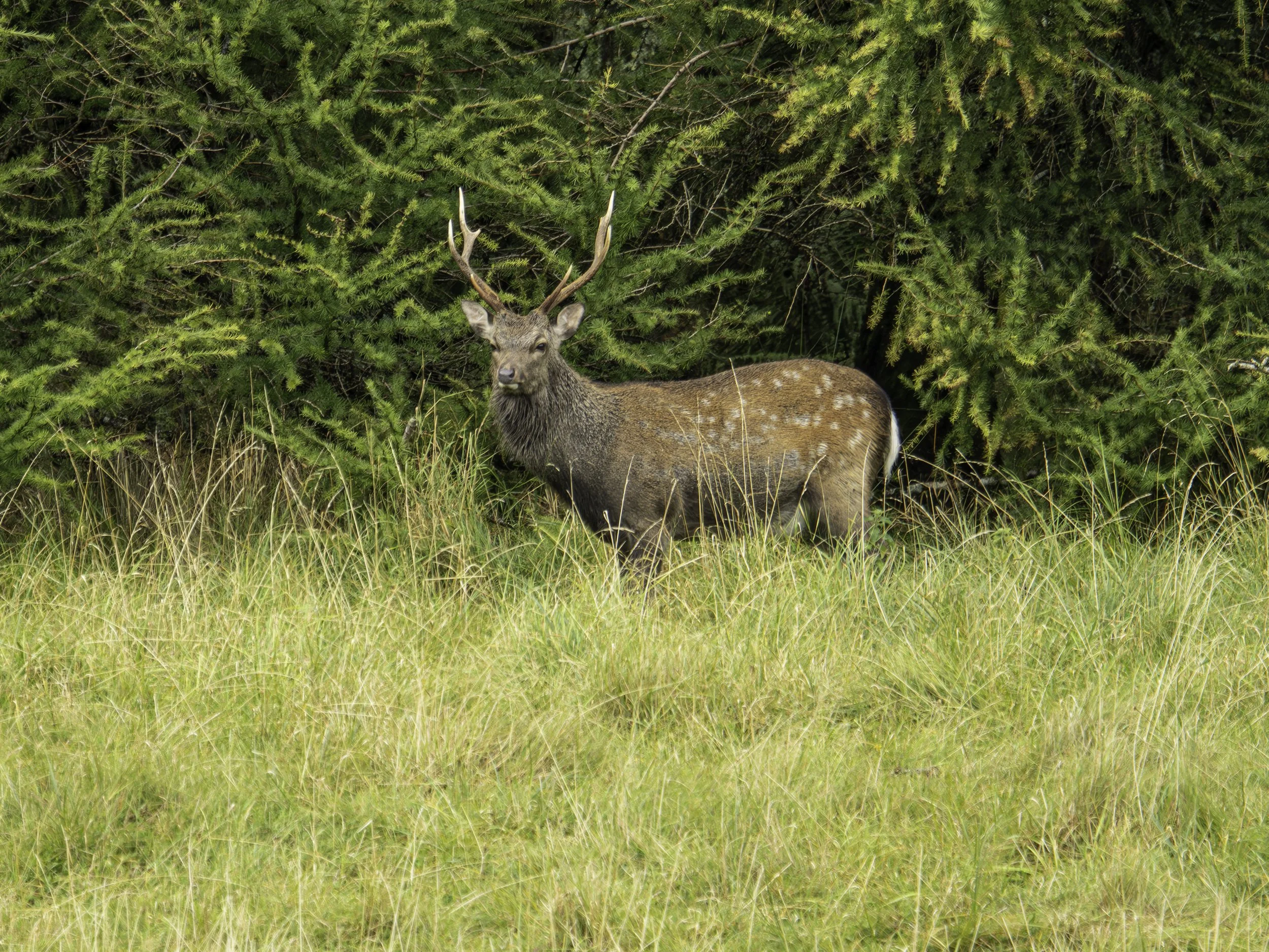 Male Sika Deer - Wicklow Mountains