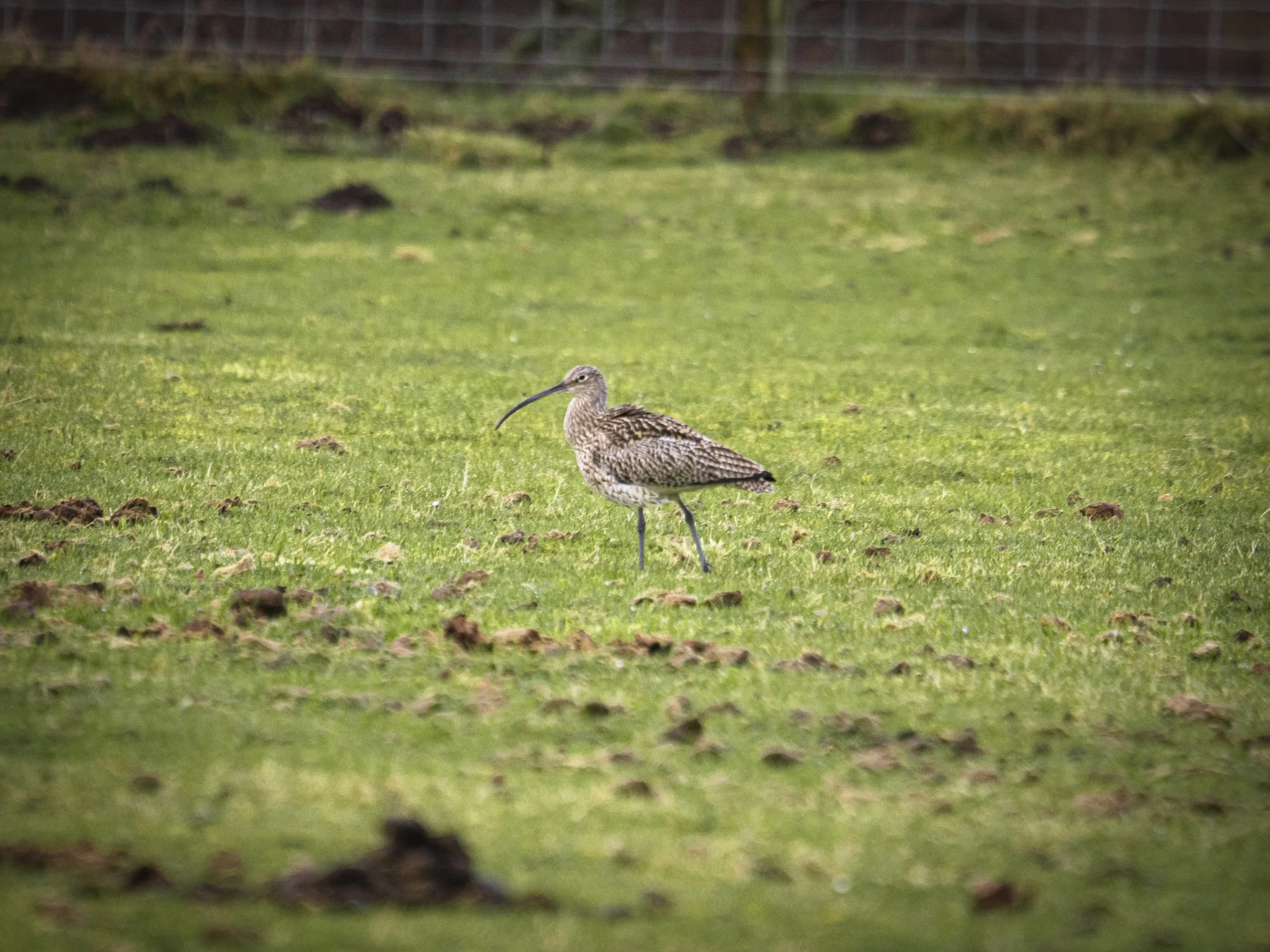 A very rare Curlue - Scotland April 26