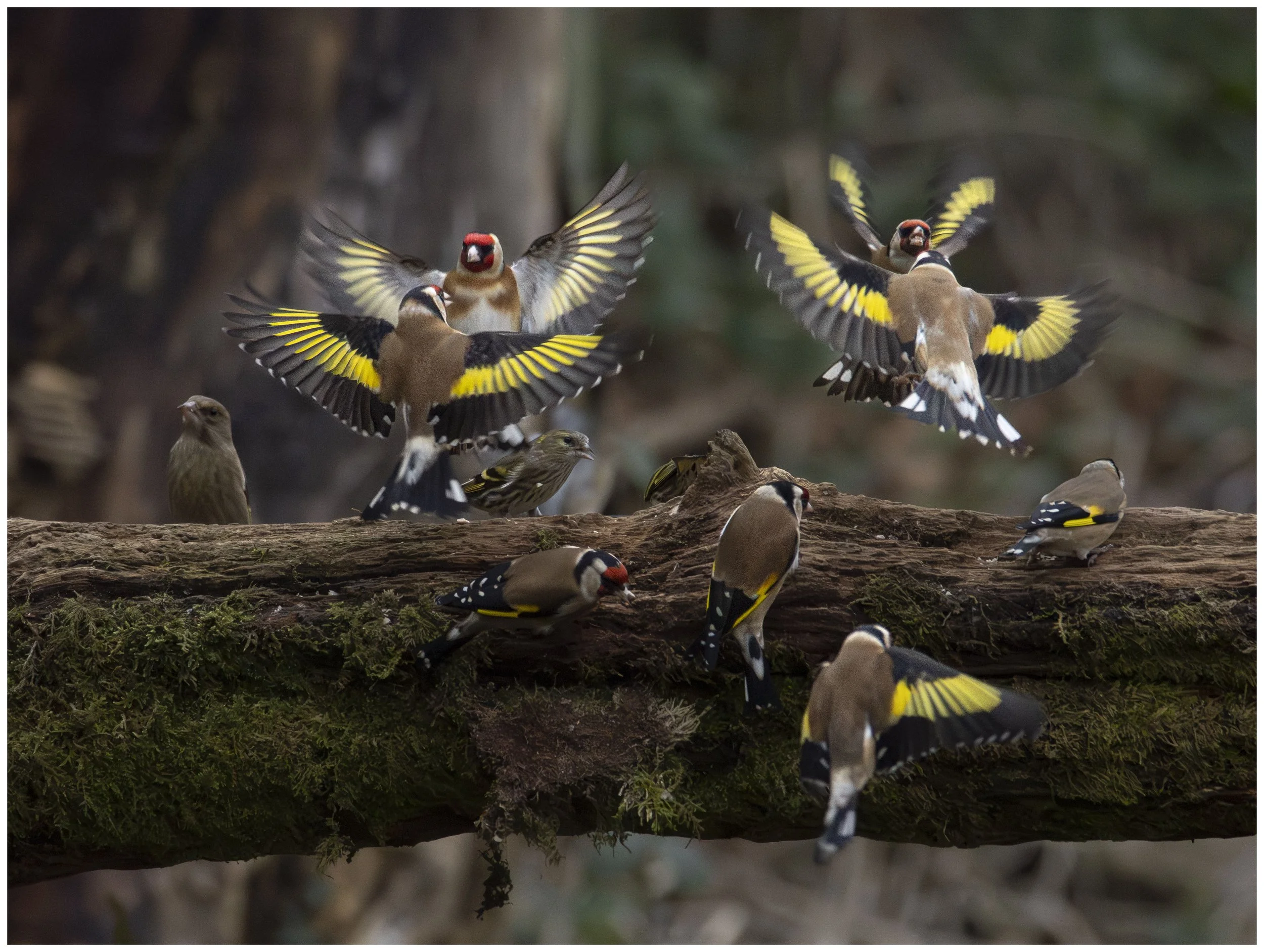 Goldfinch squabbling - March 2026