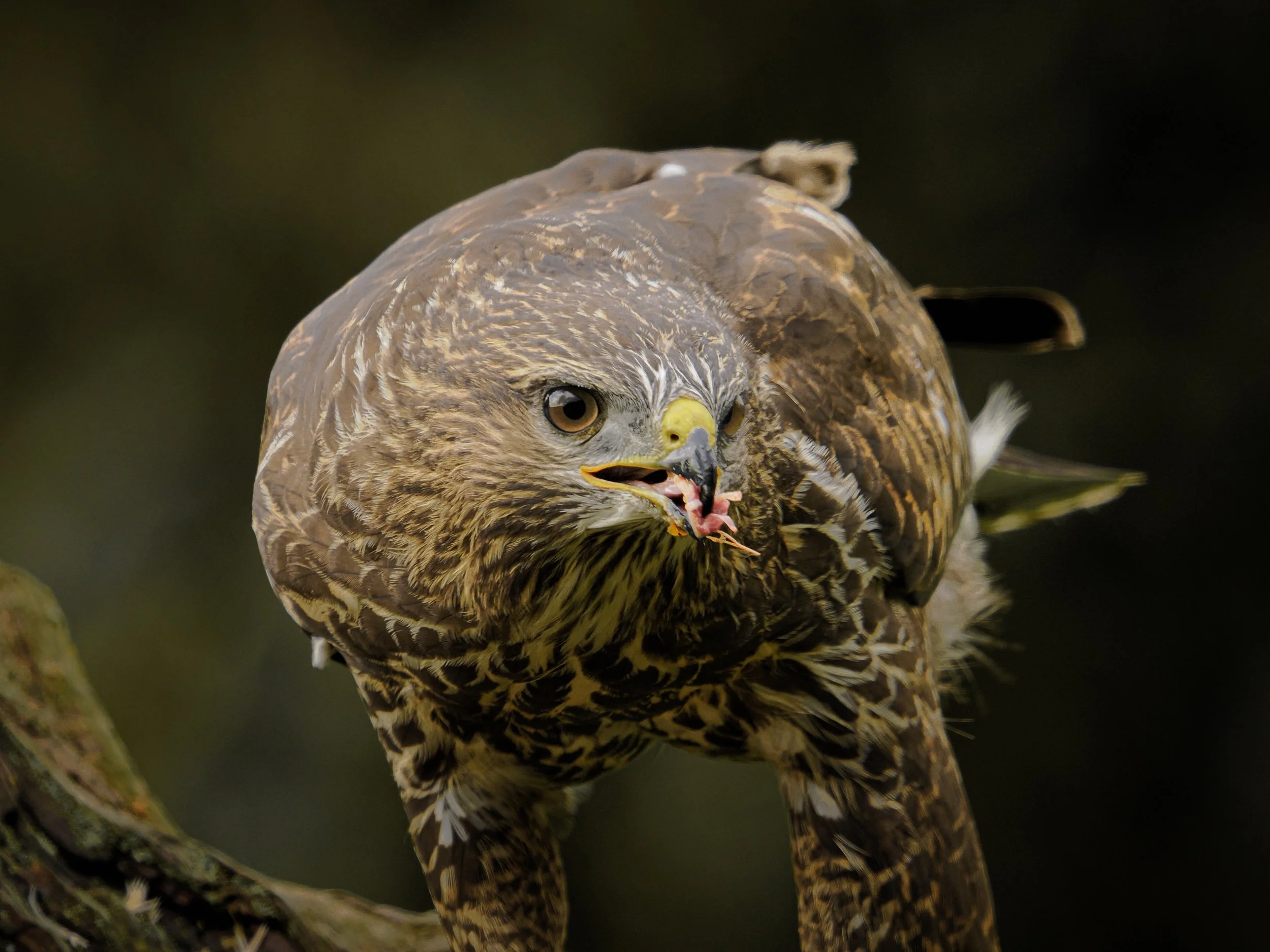 Common Buzzard at Irish Photography Hides - Nov 2025