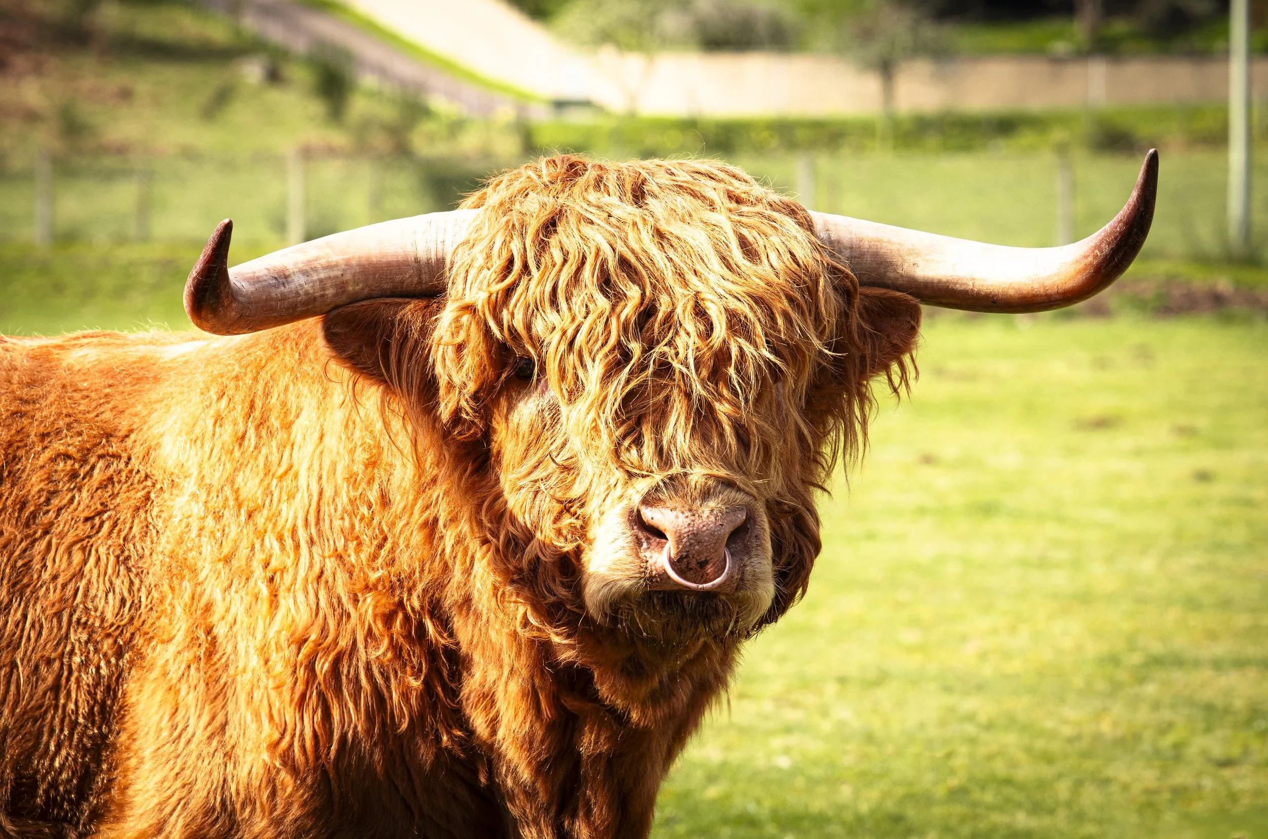 Hairy Coo - Lough Ness Scotland April 26