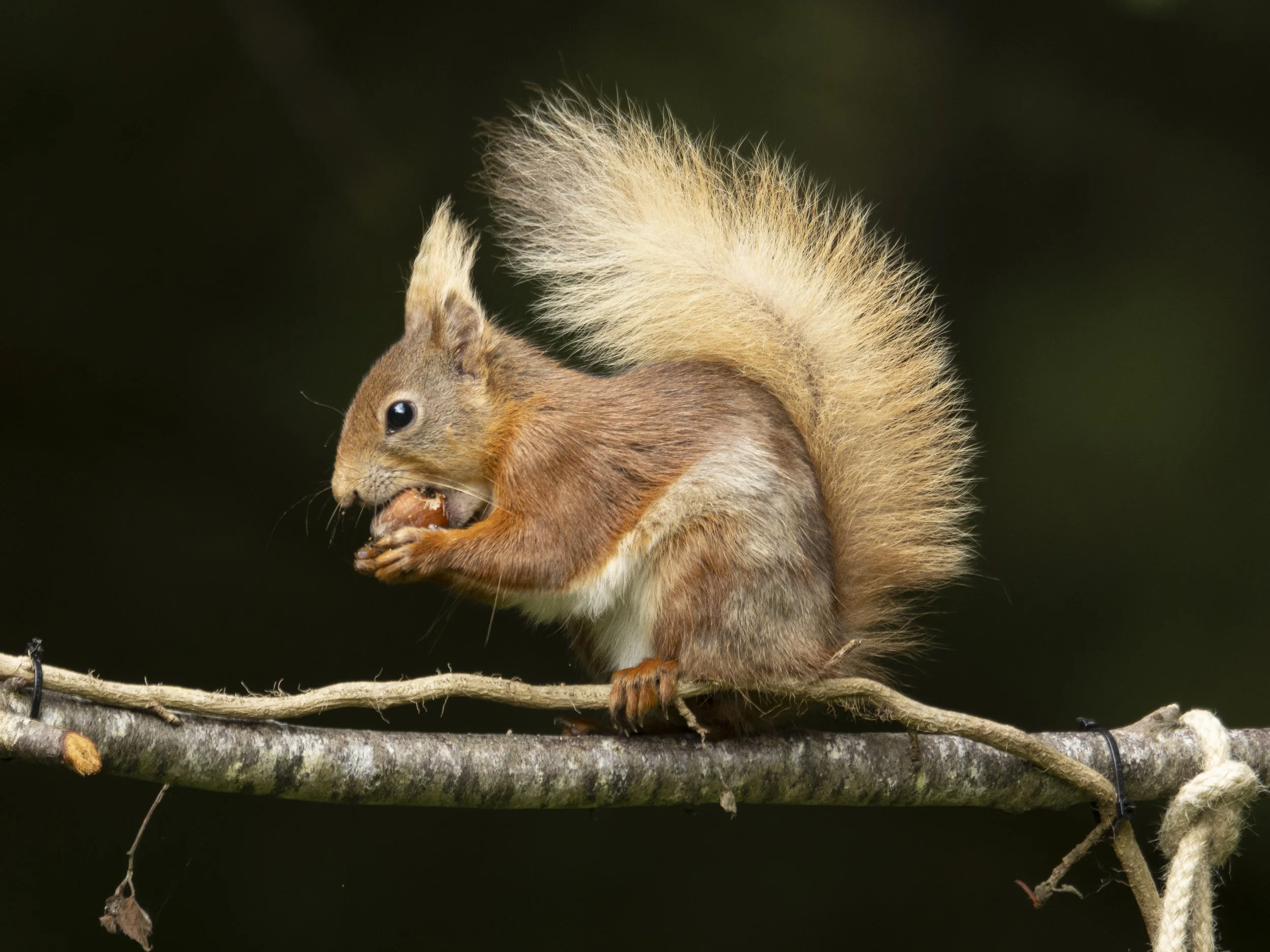 Red Squirrel - June 26 Click to watch video