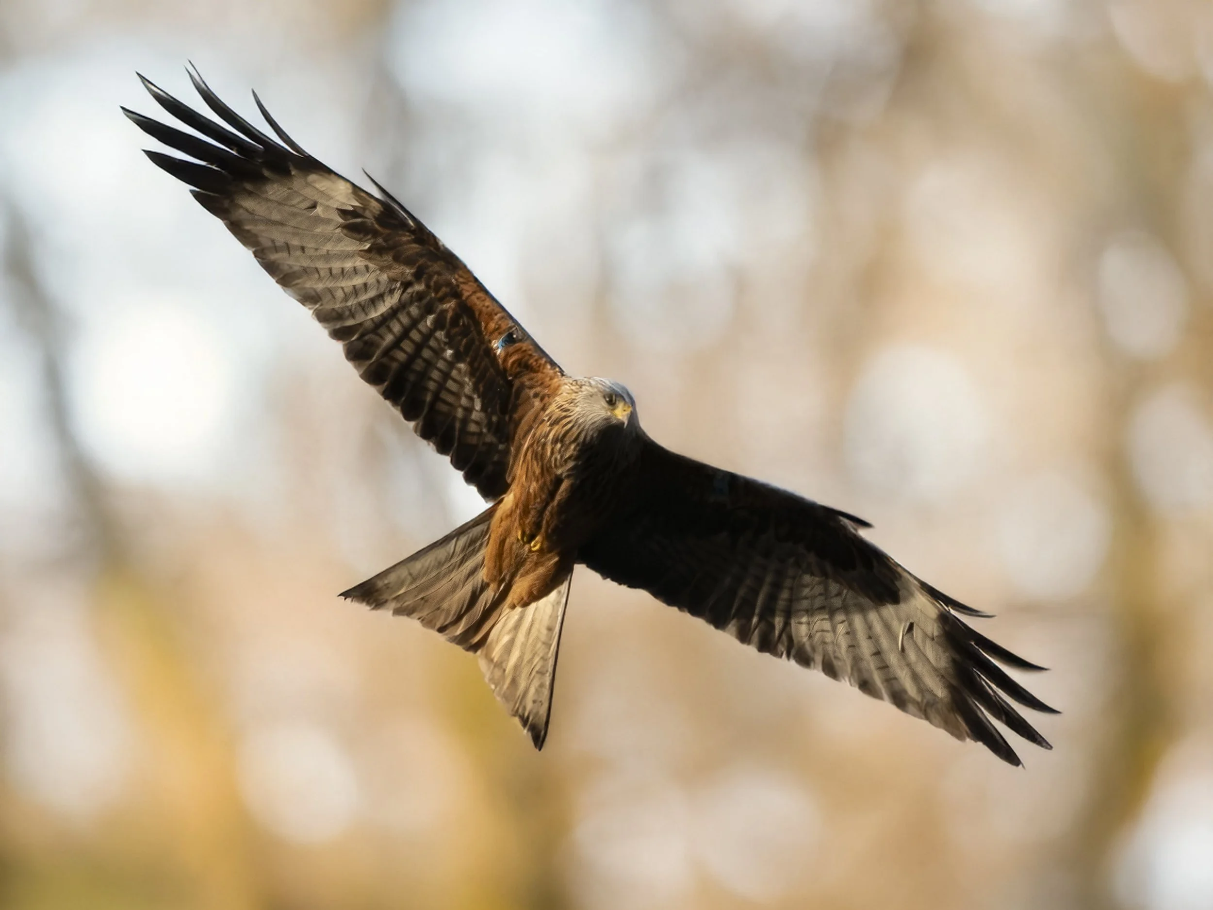 Red Kite in Avoca - December 2025