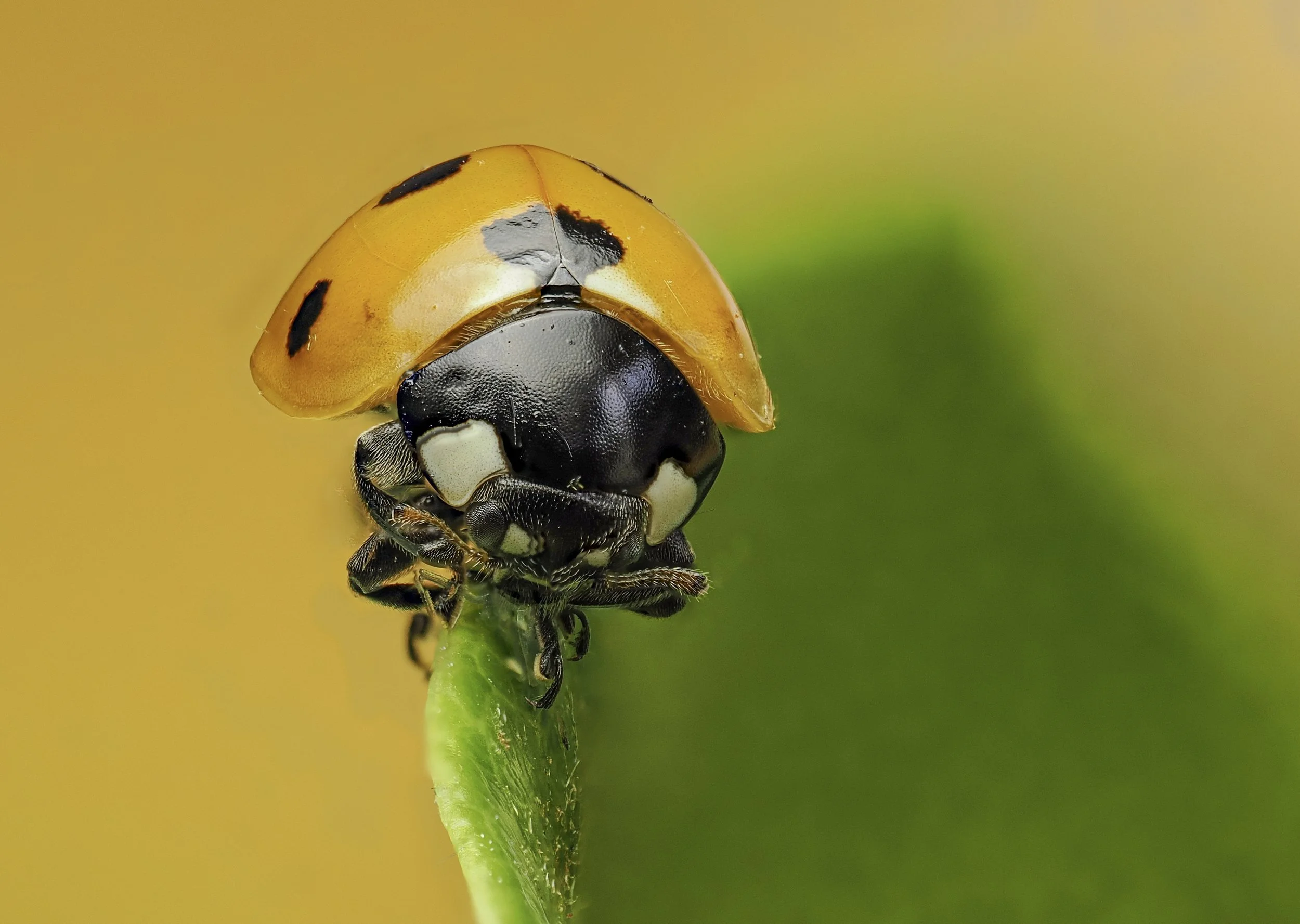 Ladybird on Leaf.