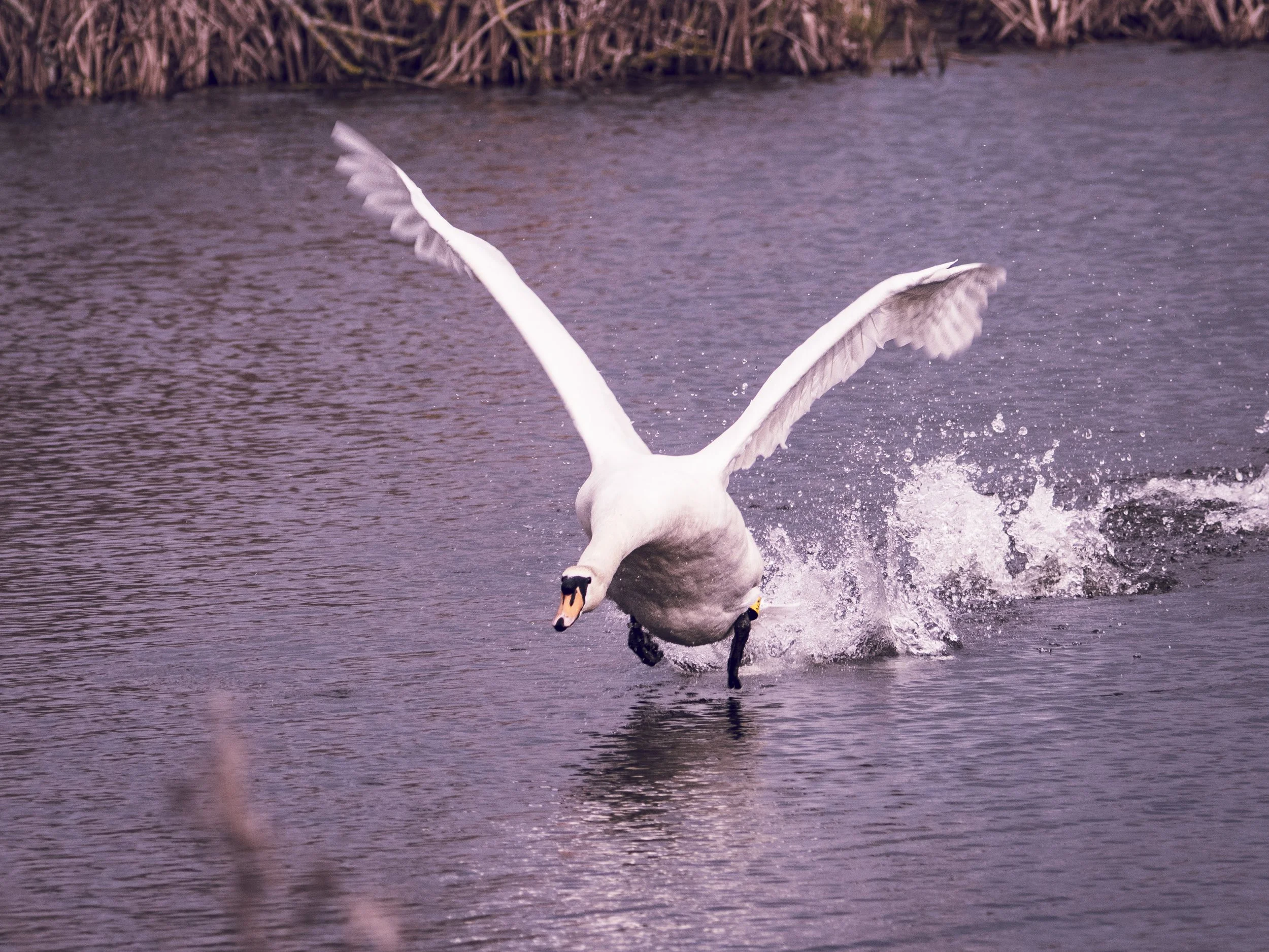 Defending its patch - Mute Swan Feb 2026