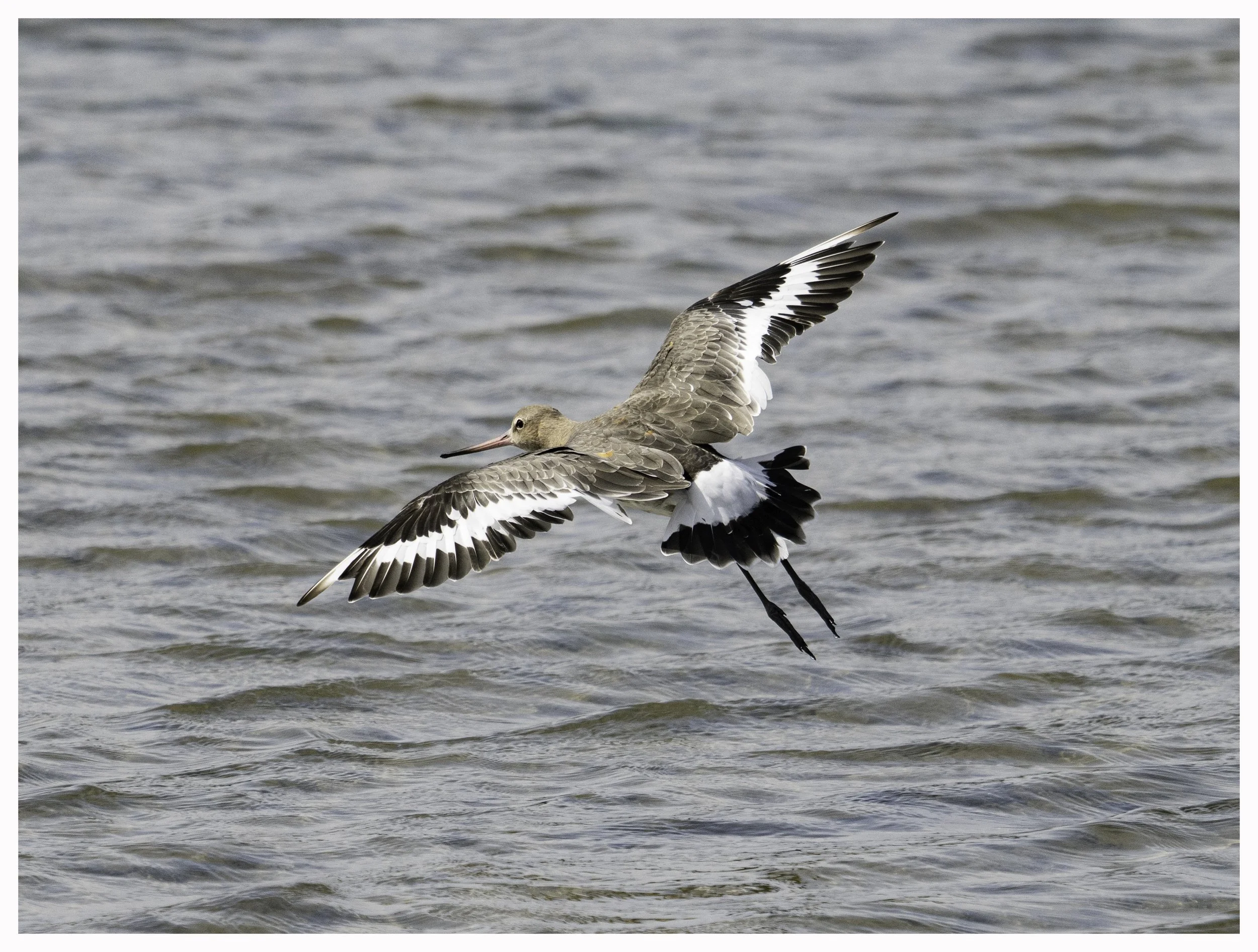 Black Tailed Godwit in flight at Rosscarbery, West Cork. August 2025