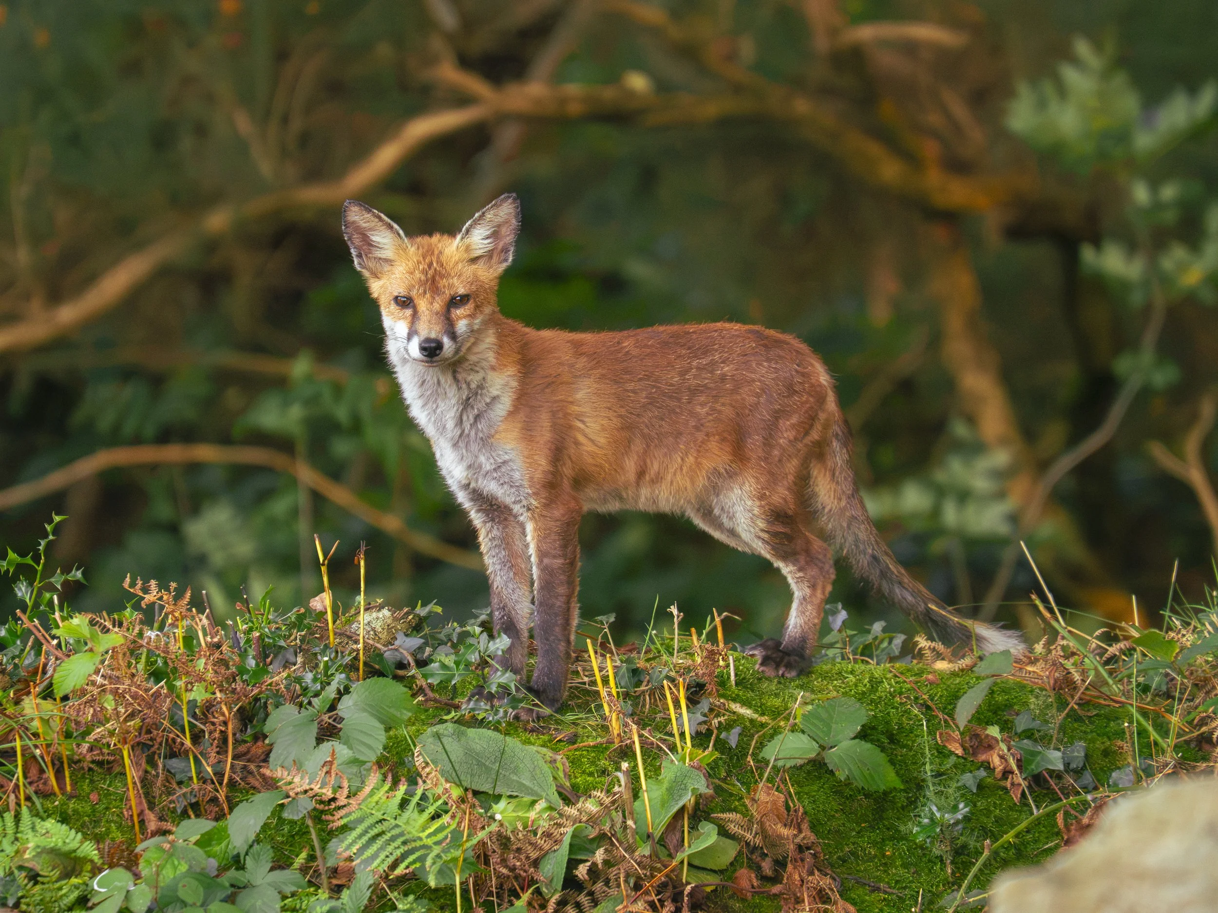 Red Fox - Irish Photography Hides Sept 2026. Click to watch video