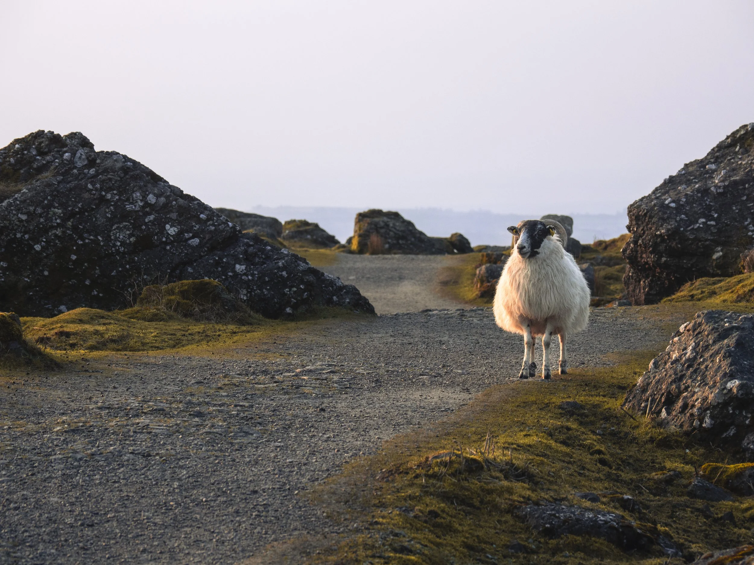Your move at Mahon Falls - March 2026