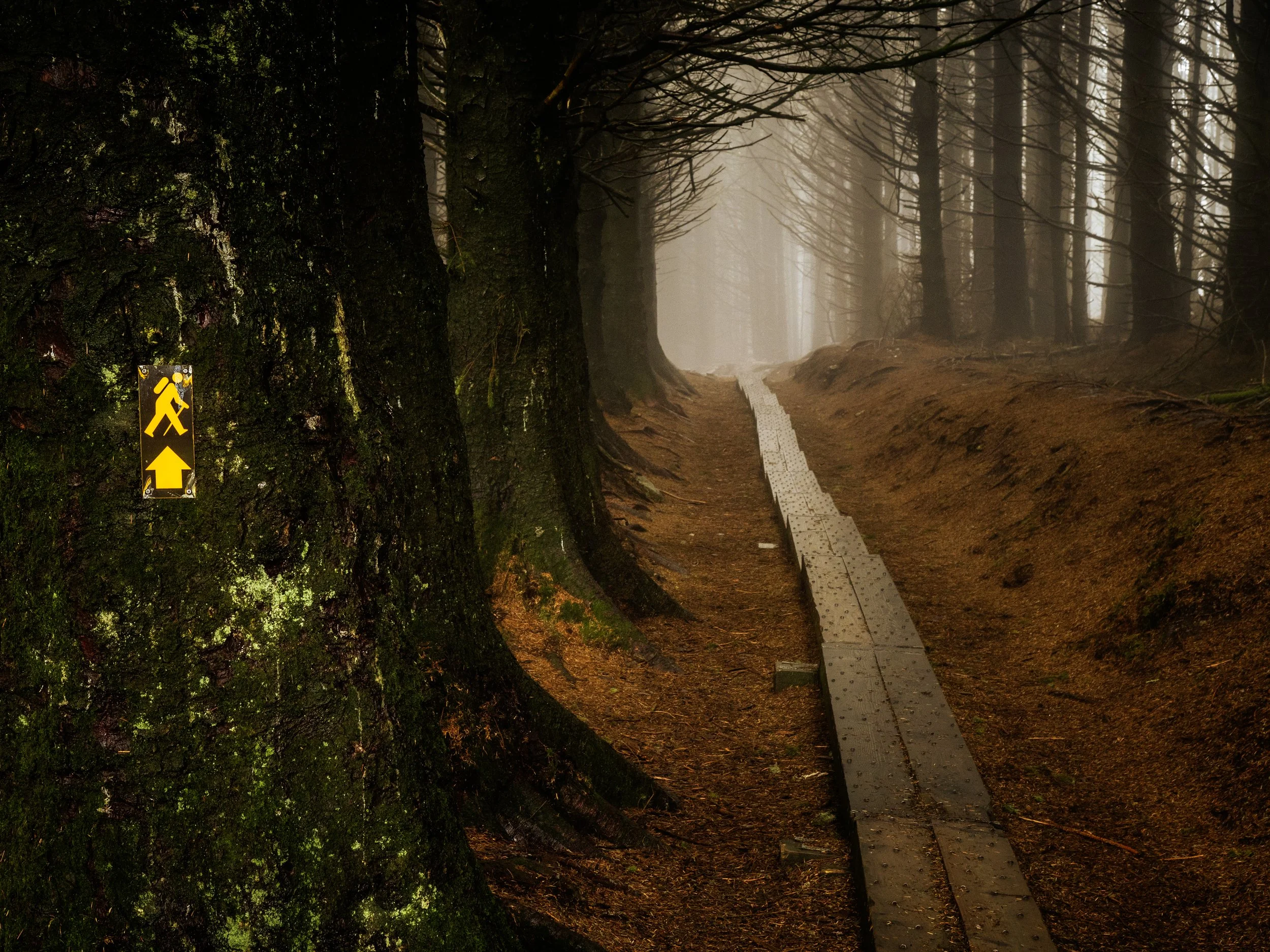 Yellow Man, Ballinastoe Woods Wicklow - Nov 25