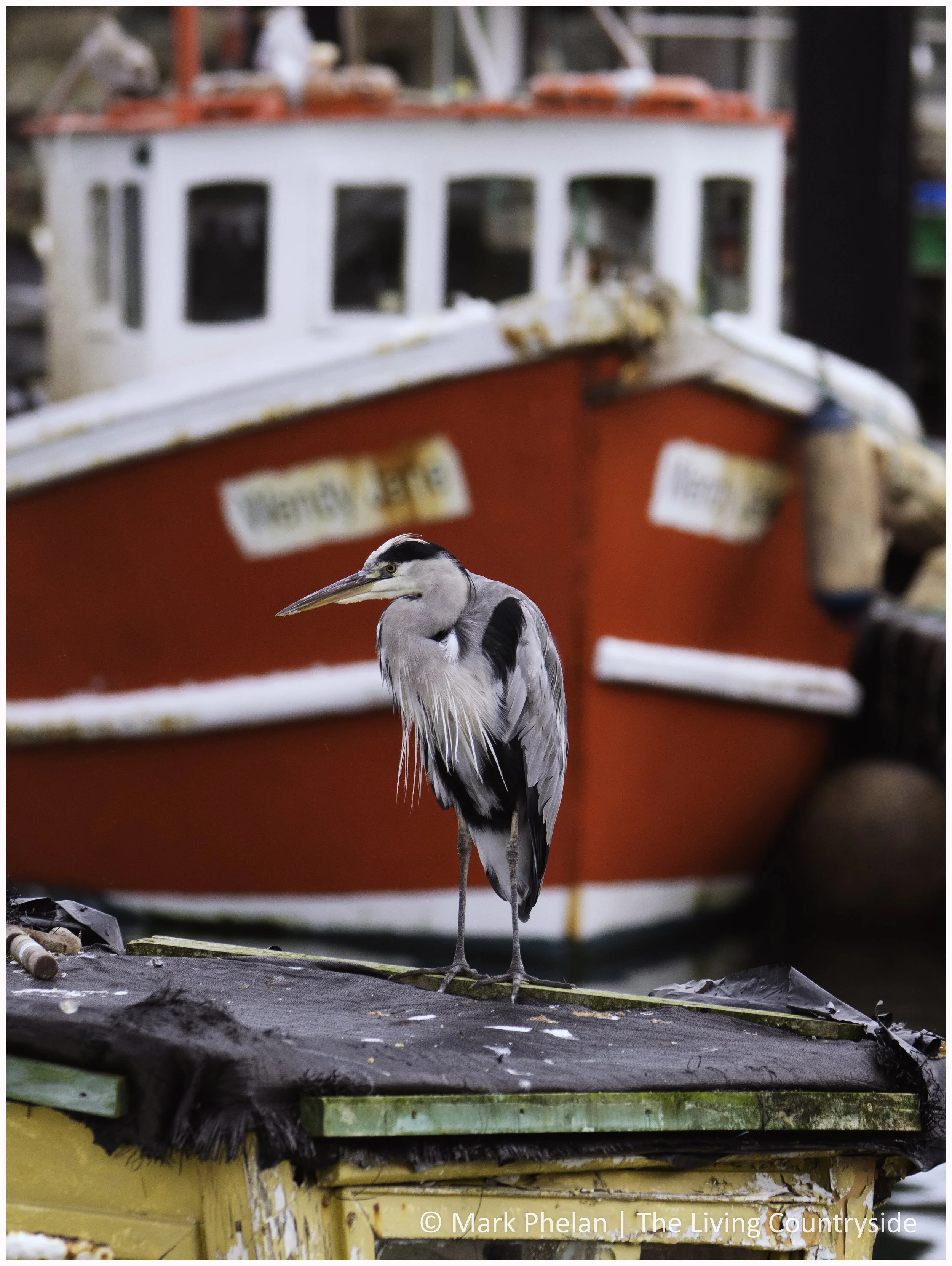 Waiting for an easy meal at Howth Harbour - September 2025