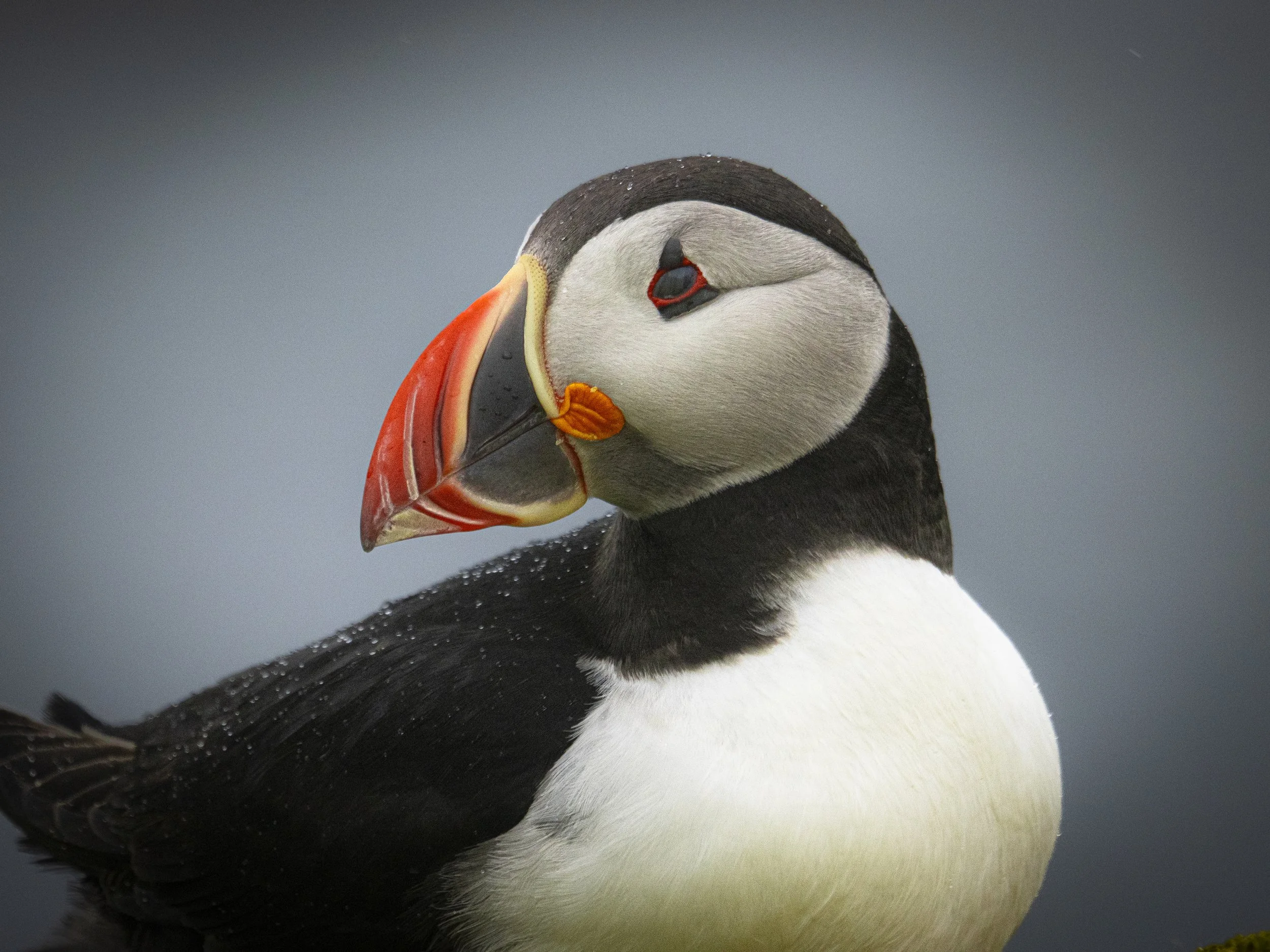Saltee Islands Puffins - May 2026