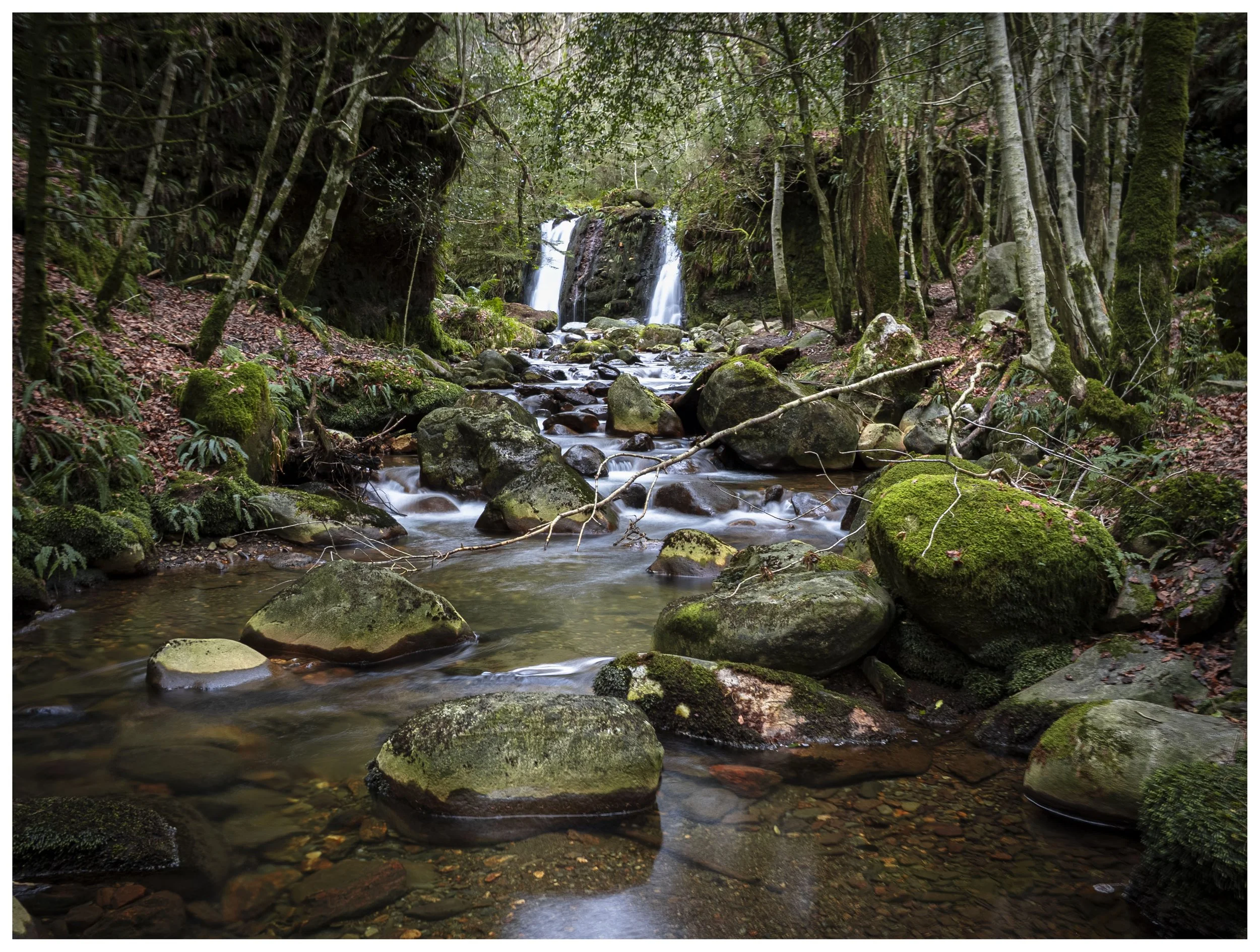 Coolalingo - Wicklow - Jan 2026