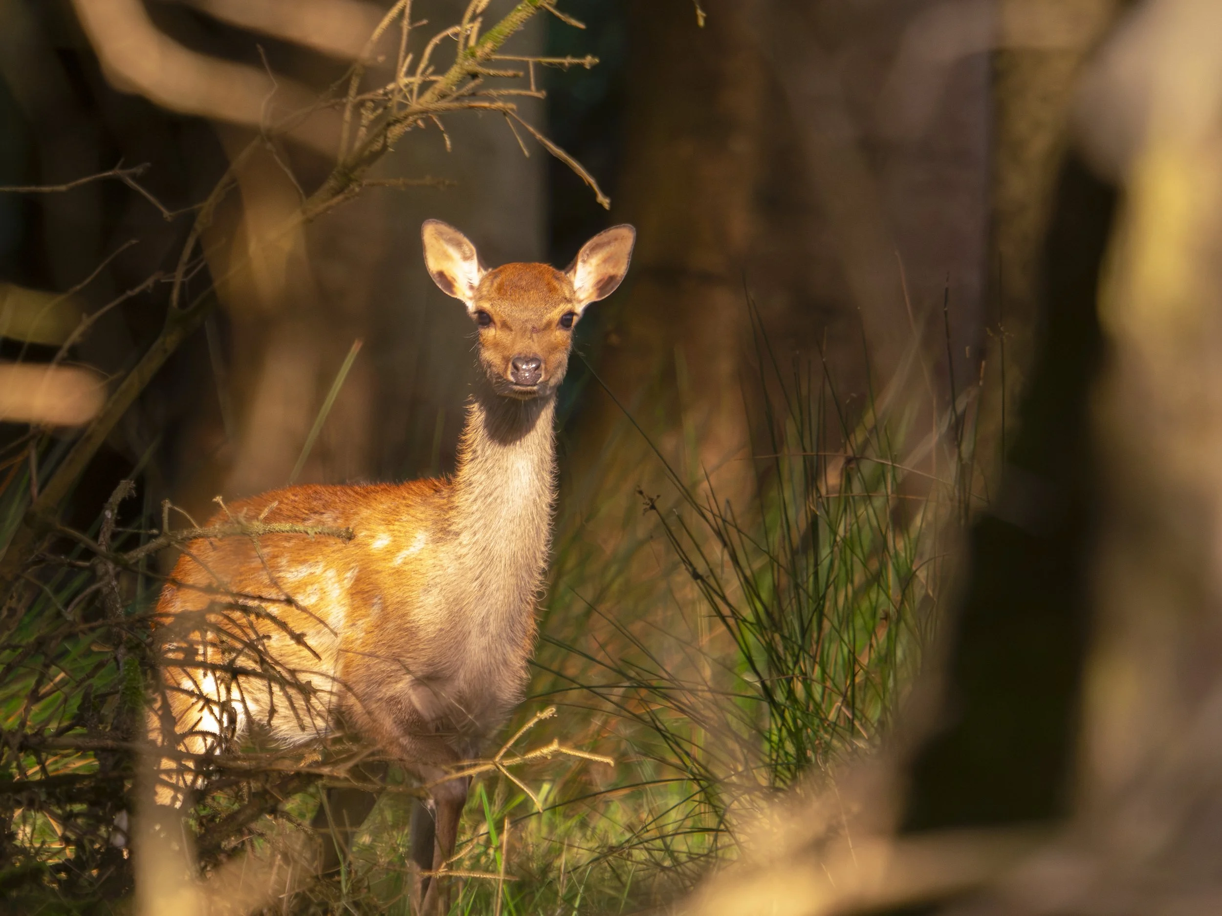 Sika Fawn catching the early morning light at Russelstown Wood - Sept 26. Click to watch video.