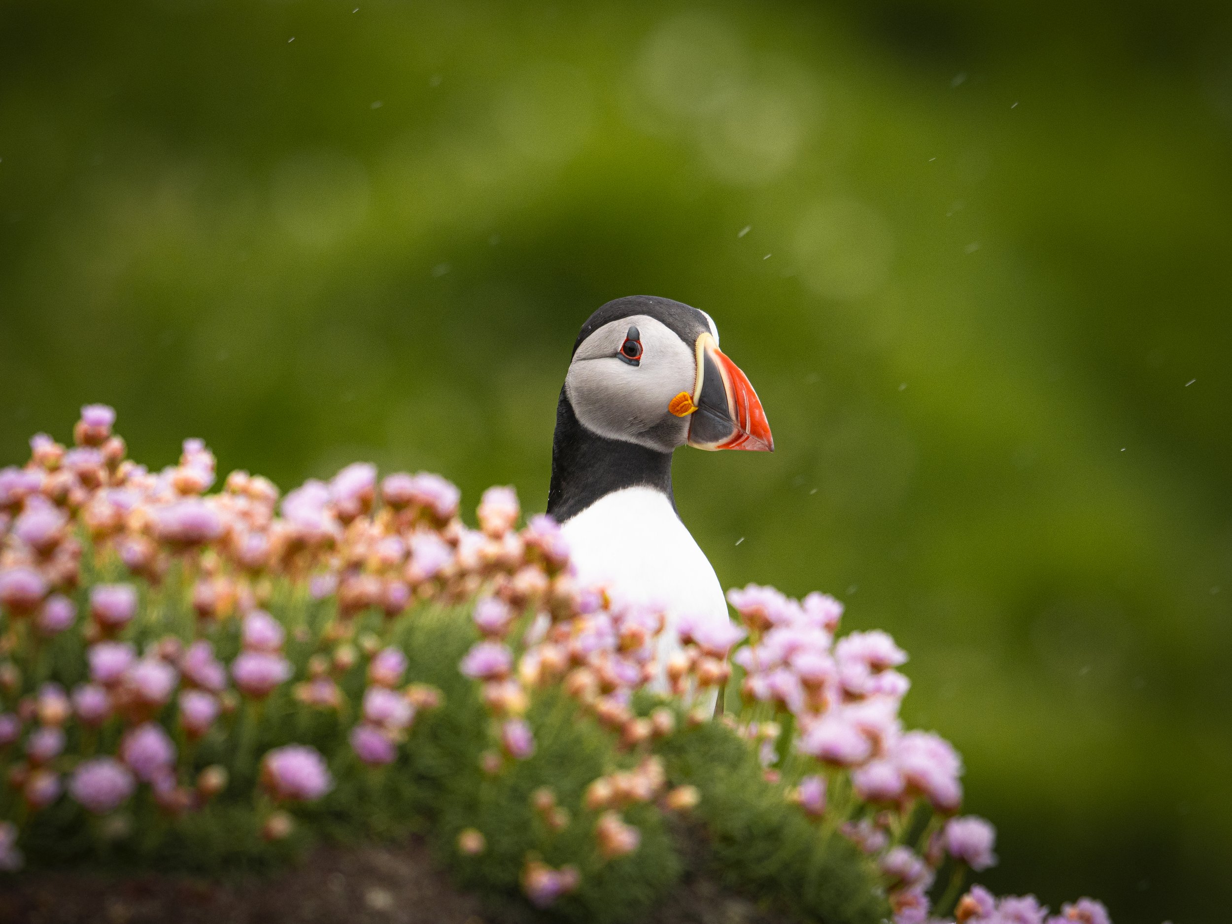 Saltee Islands Puffins - May 2026