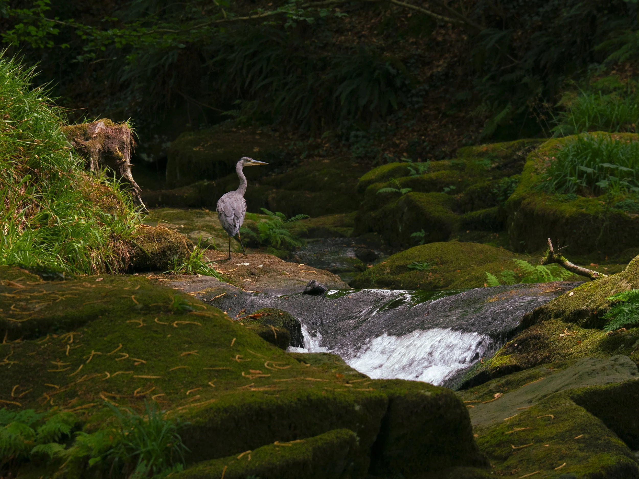 Grey Heron Fishing - July 2026