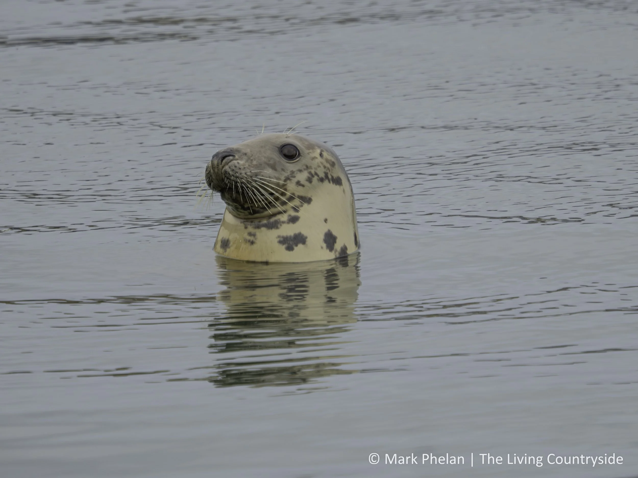 Grey Seal looking for leftovers from the fishermen in Howth Harbour - September 2025