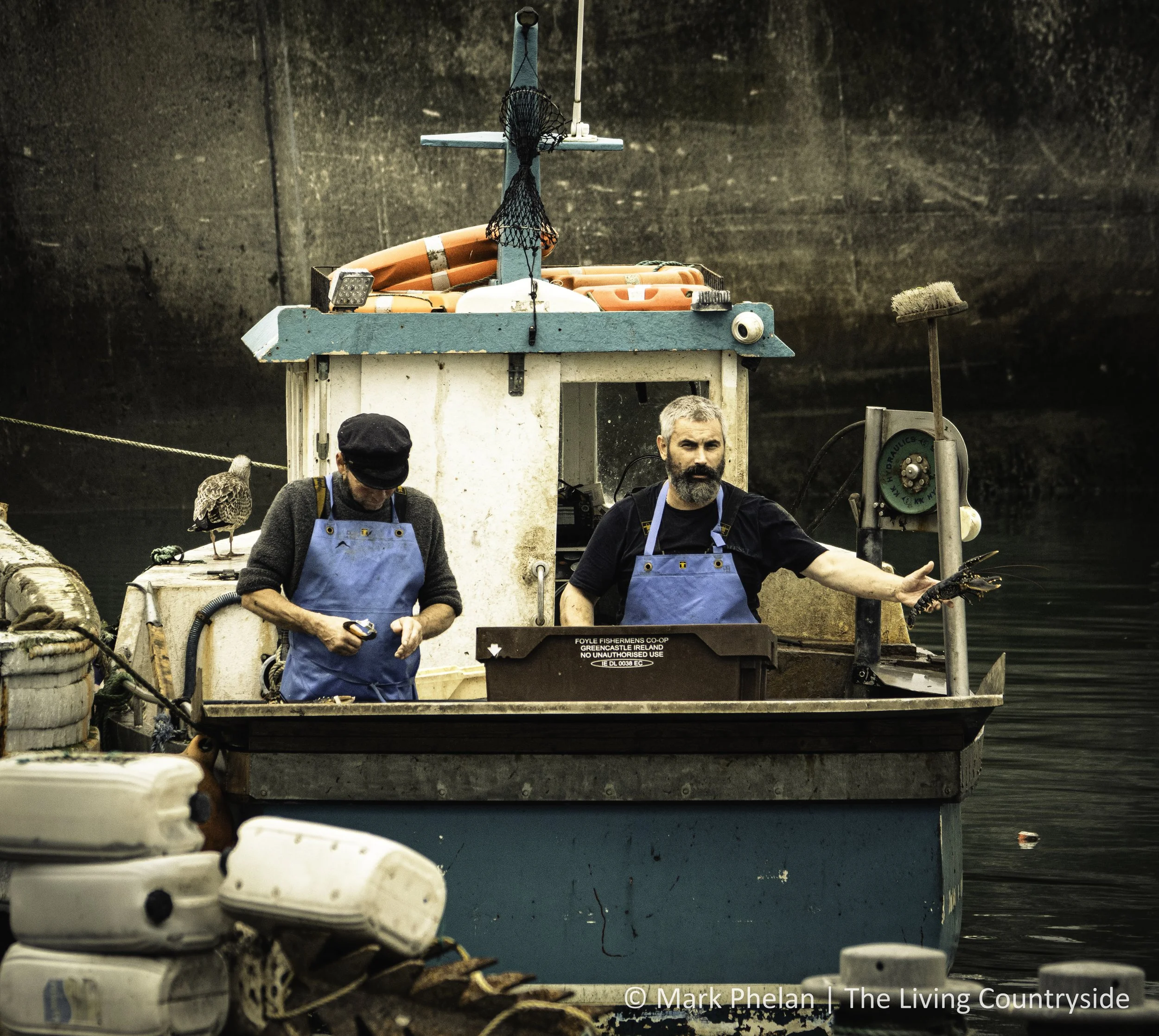 Processing the days lobster catch. September 2025