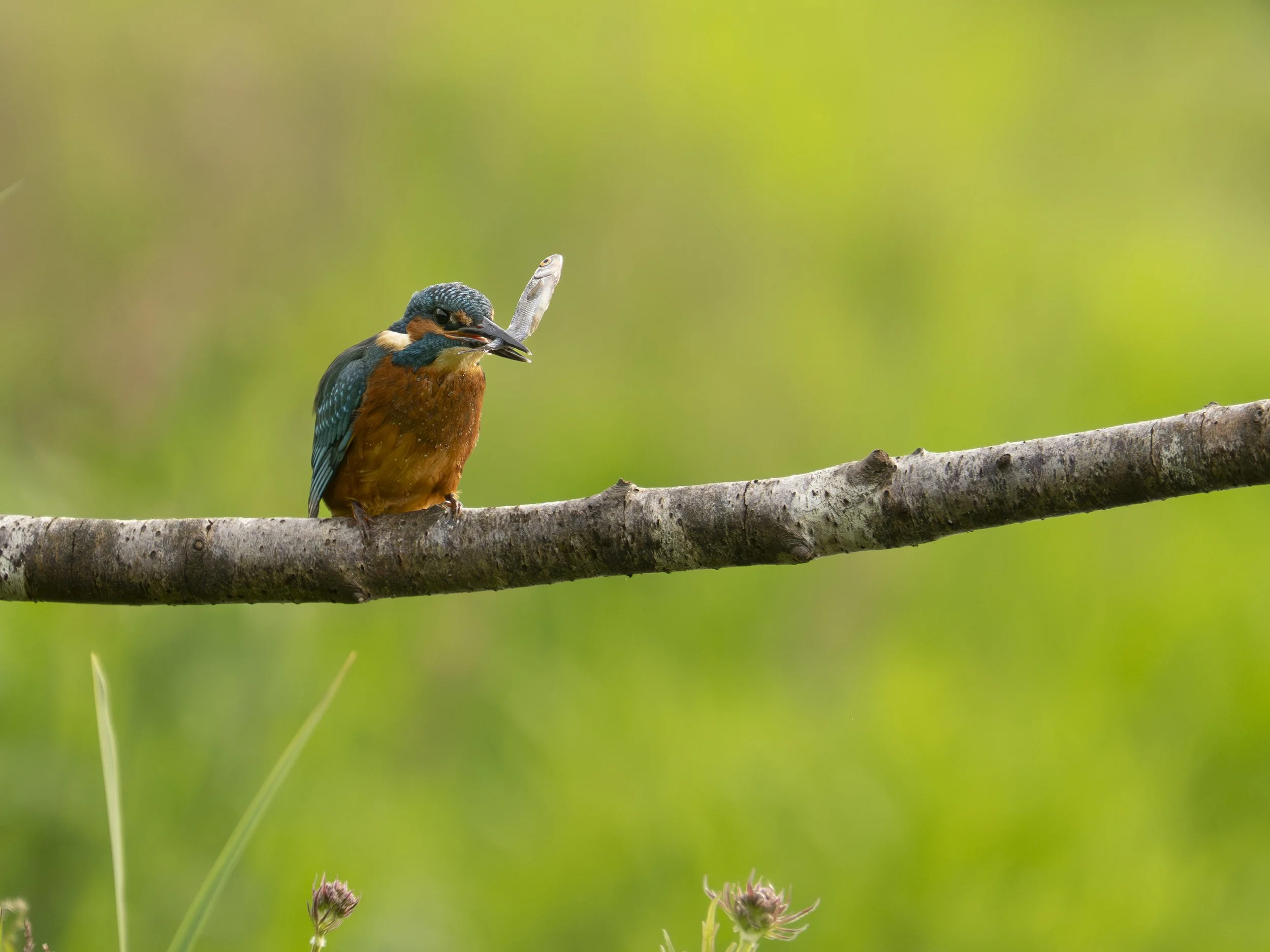 Breakfast for this Kingfisher on the River Brosna.