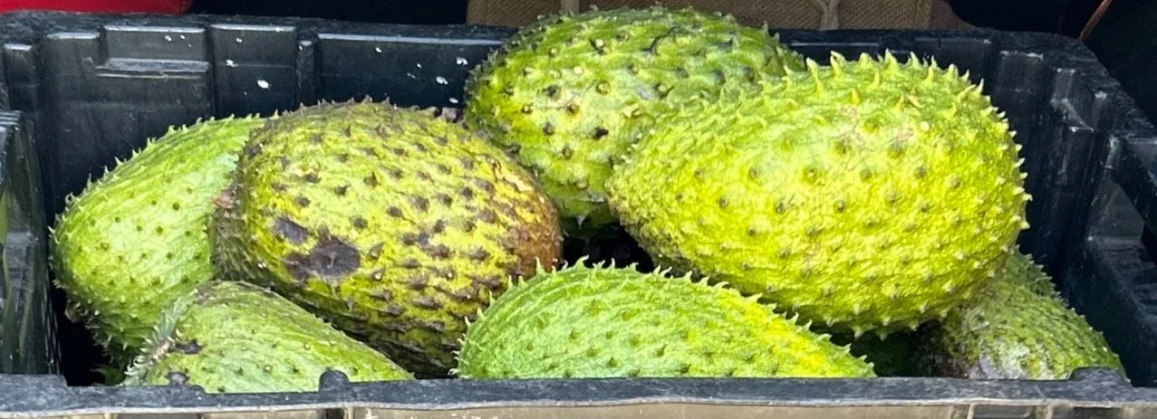 Soursop: A Natural Cure!