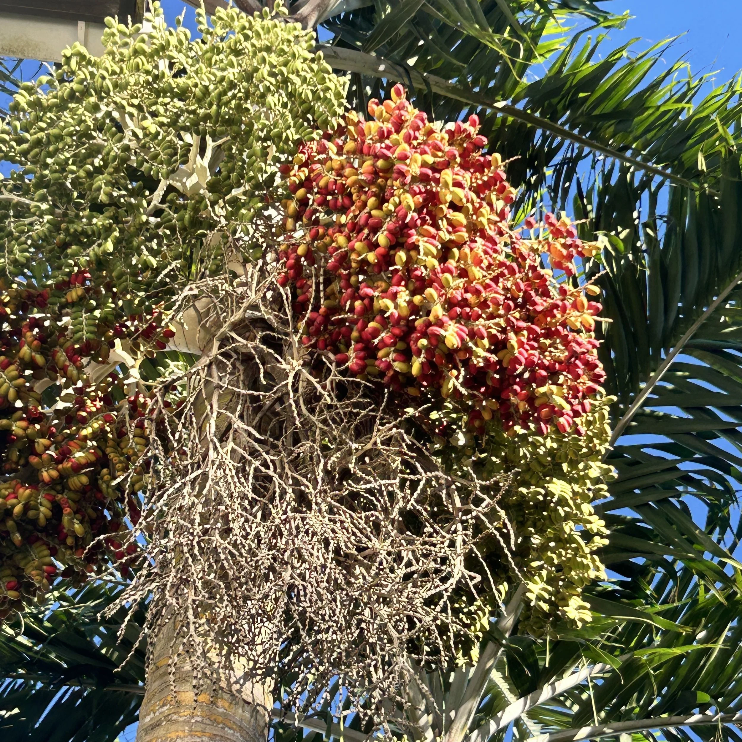 100% Organic on the Lewisville Farms