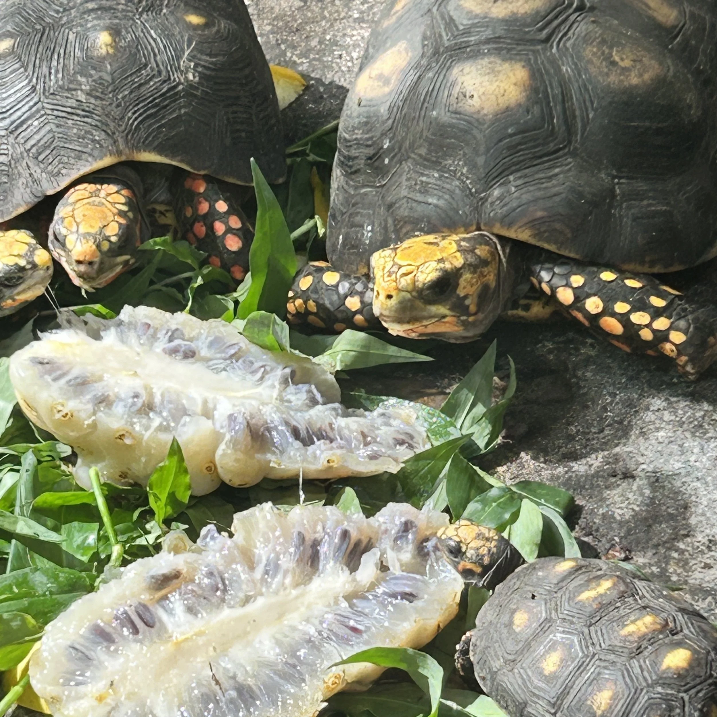 The friendly Tortoises of Lewisville Farms.  