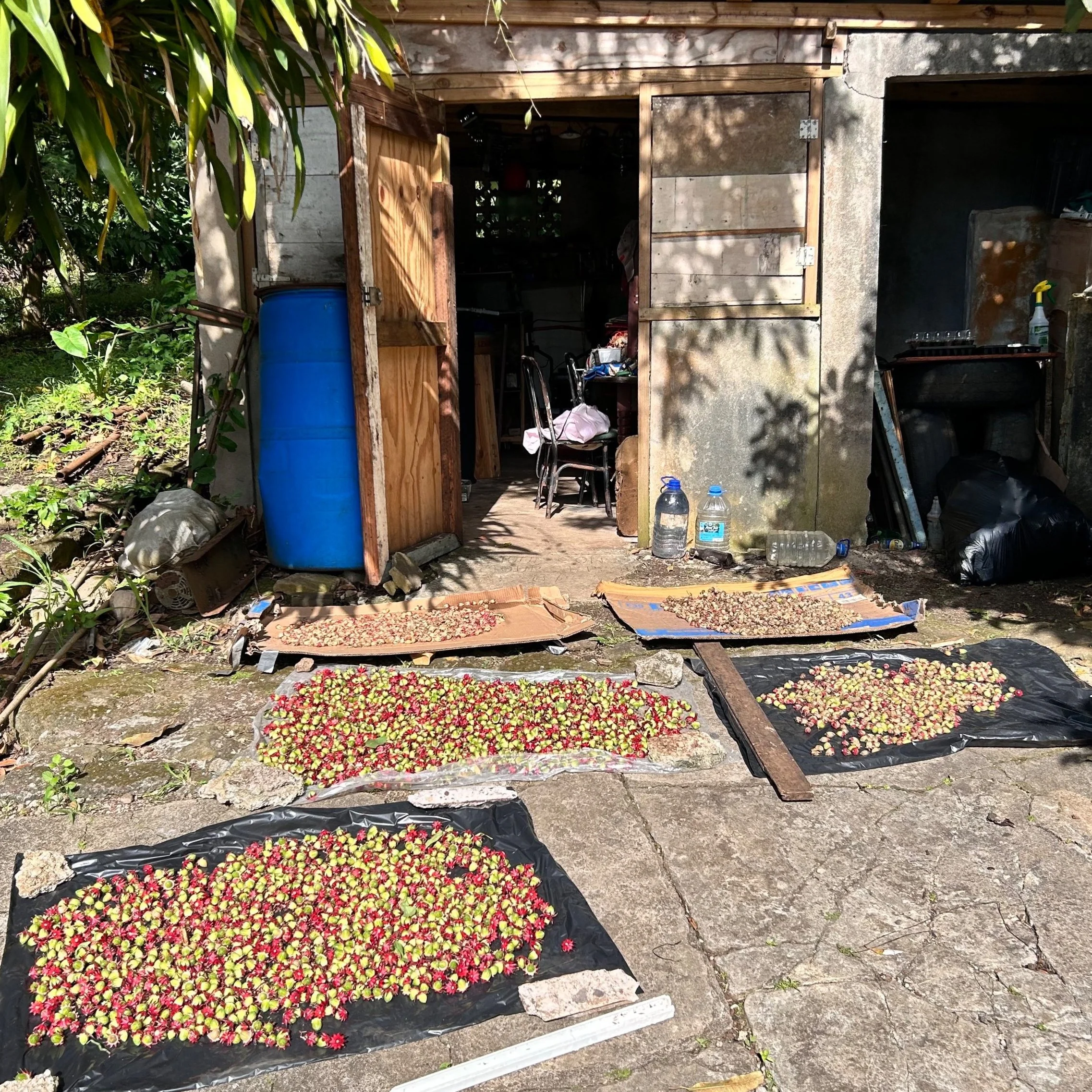 Lewisville Farms 100% Organic