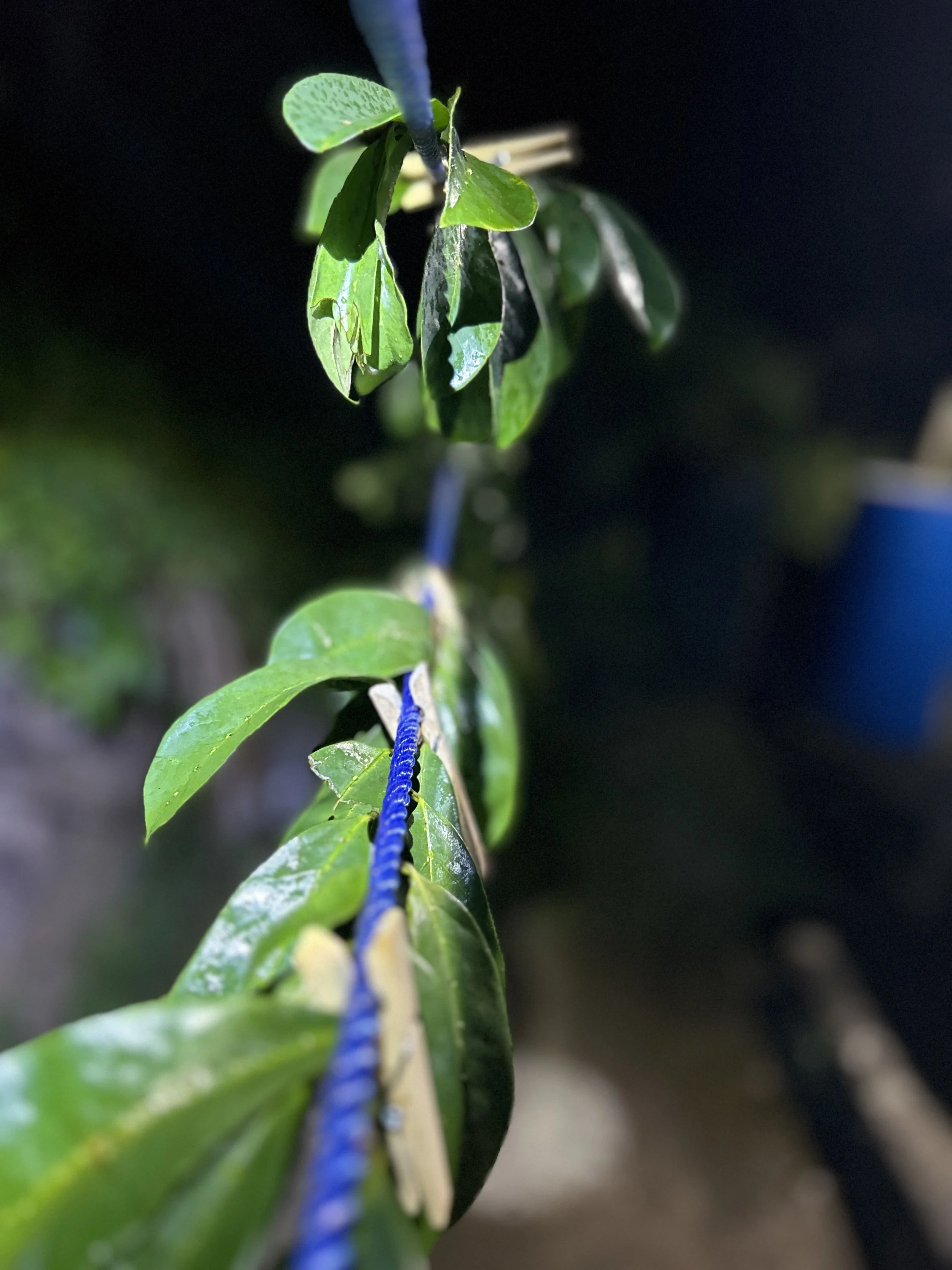 100% Organic Soursop Leaves